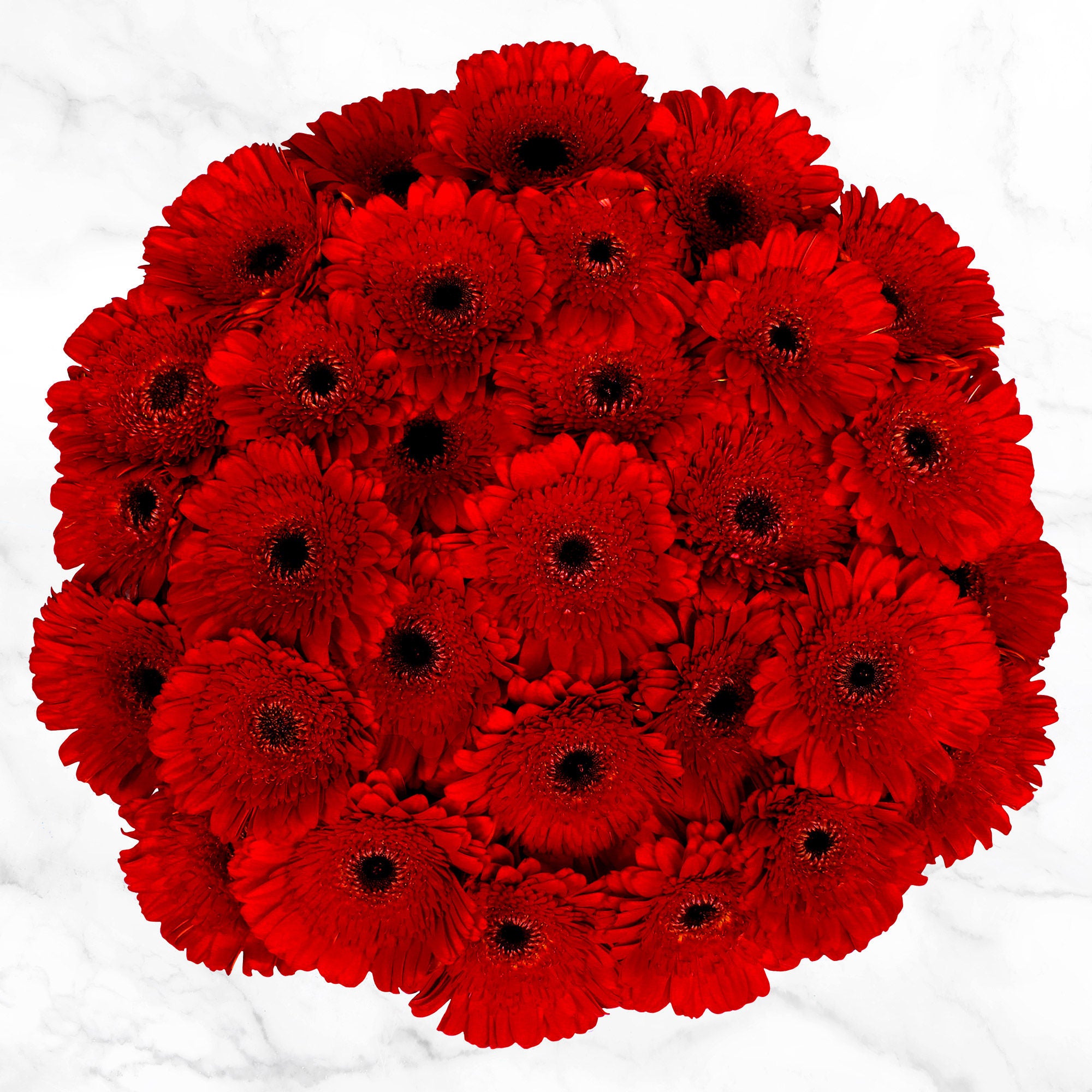 60-stem Gerberas