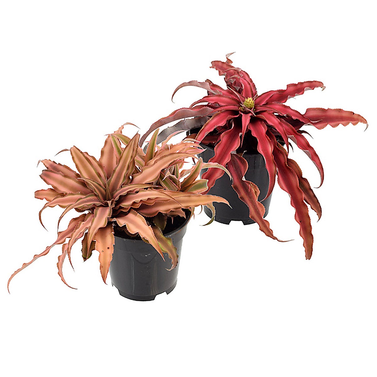 Cryptanthus Pink & Red Earth Star Live Indoor Plant in 4" Plastic Pot, 2pk