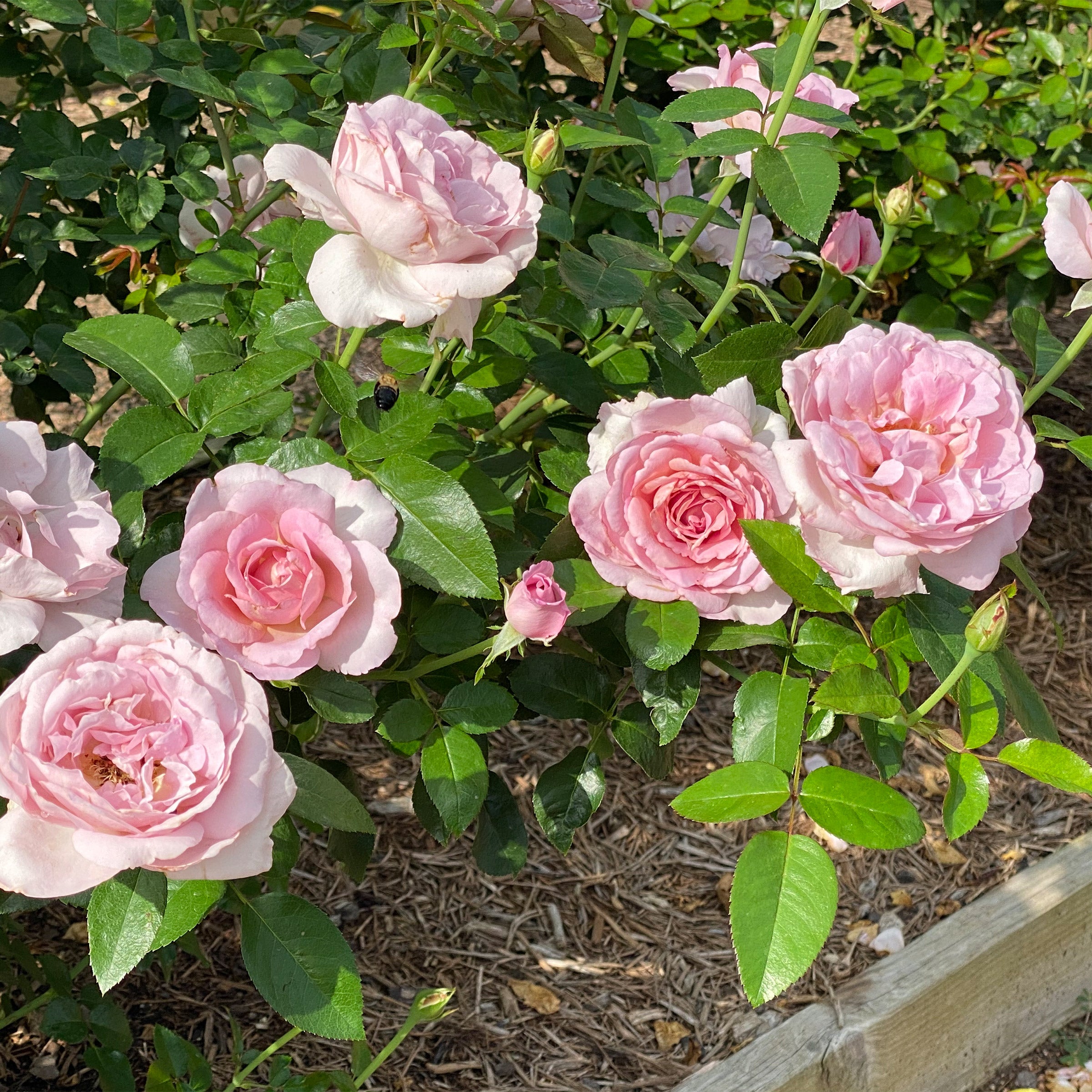 La Petite Prince Bareroot Rose 2-pack