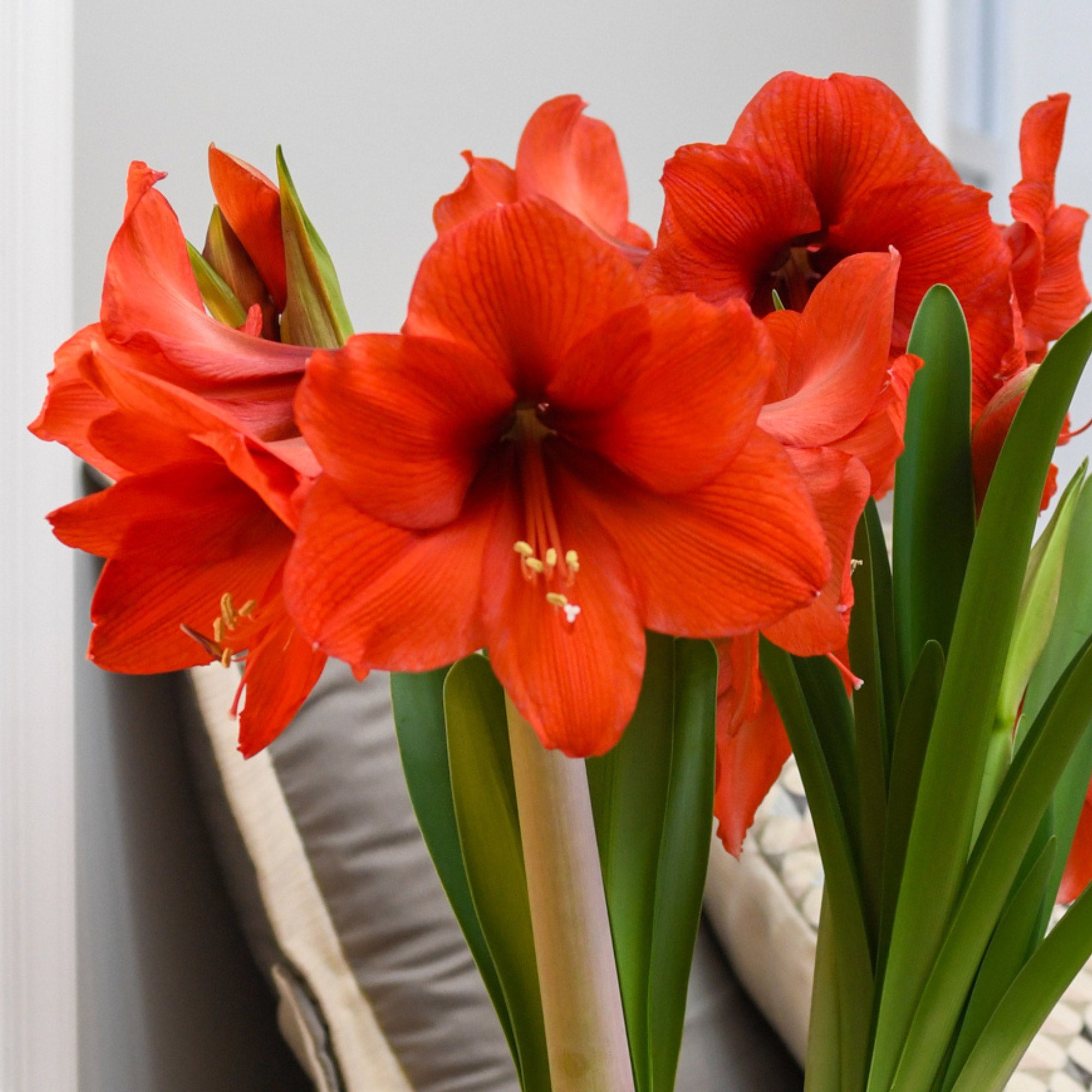 Bloomaker Orange Sovereign Amaryllis Bulbs