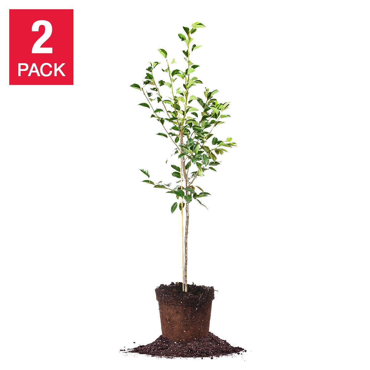 Self Pollinating 5 Gallon Pear Tree, 2-pack