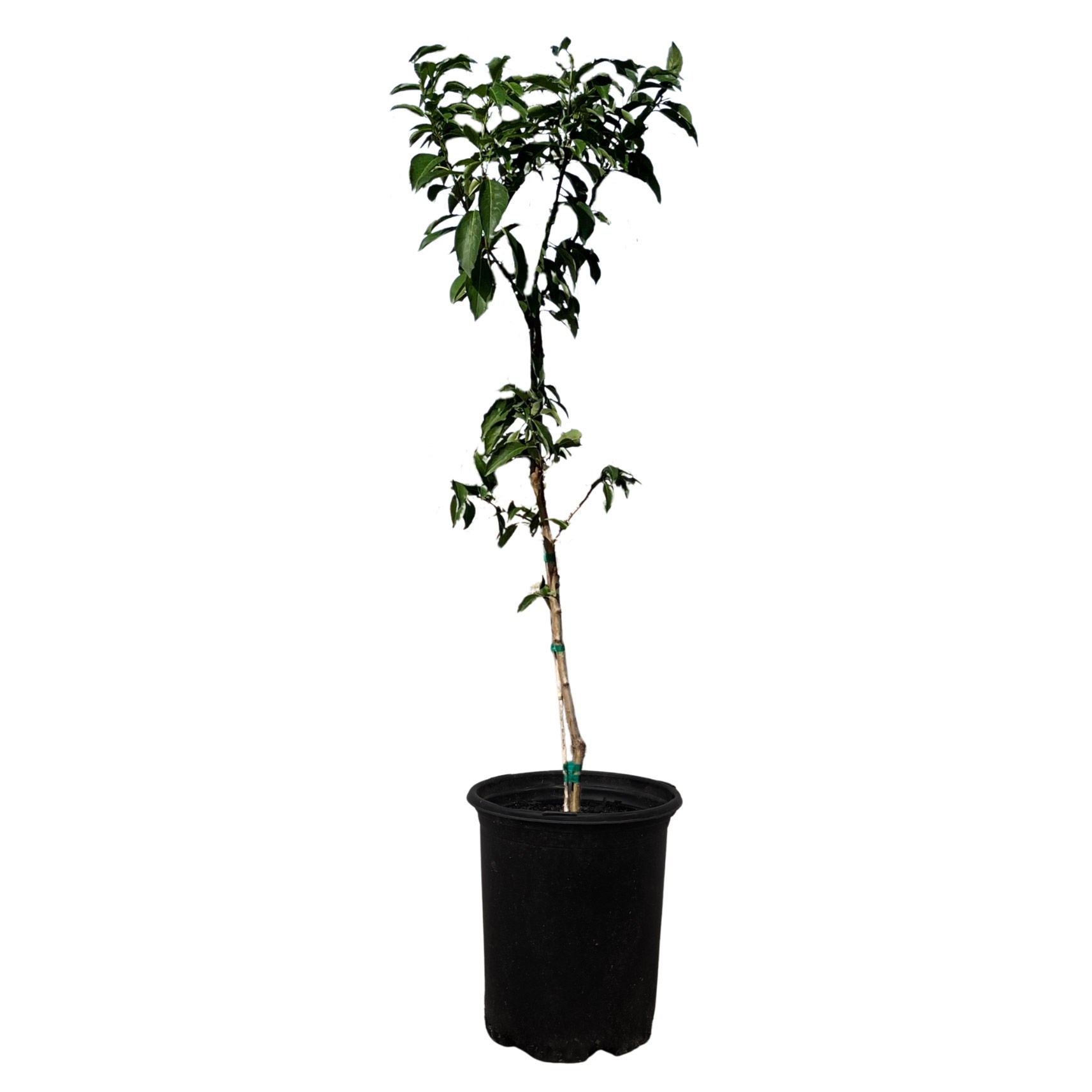 Alder & Oak EZ- Pick Santa Rosa Plum Tree