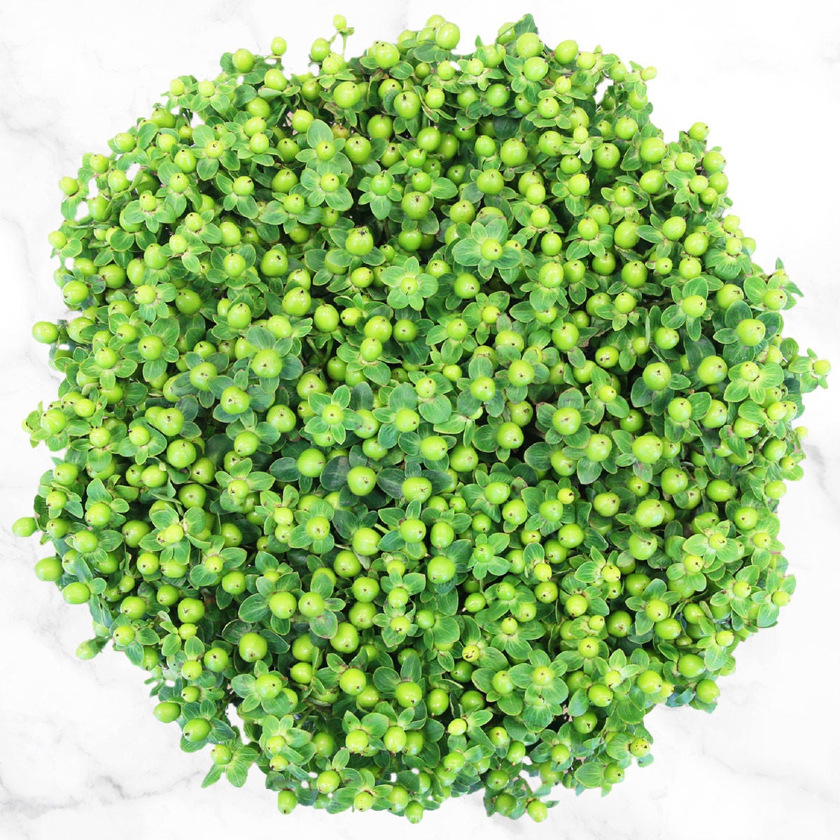 120-stem Hypericum