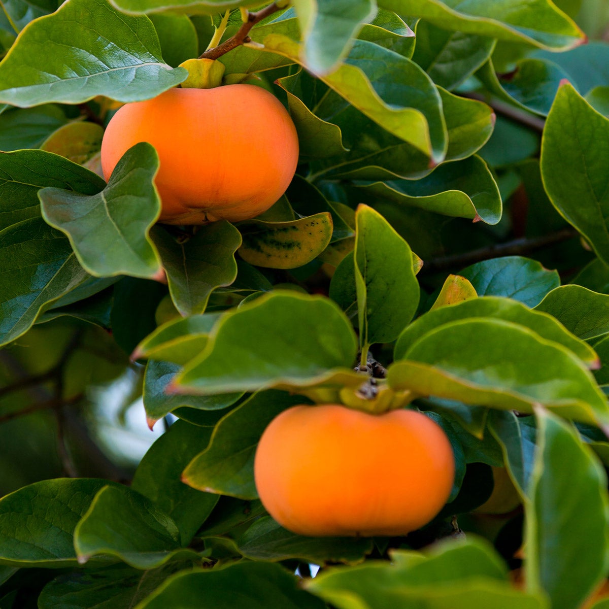 Fuyu Persimmon 5 Gallon, 2-pack