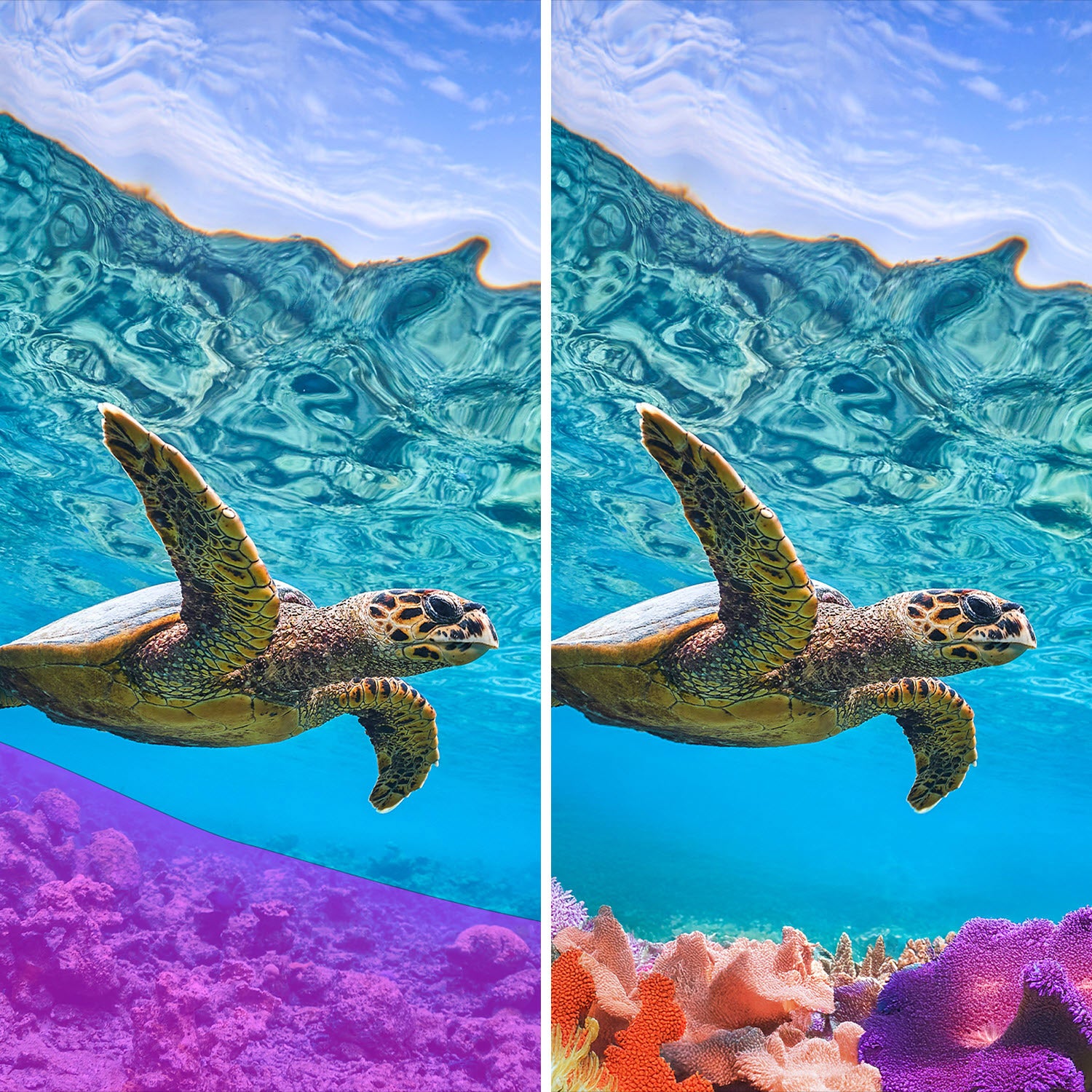 Adobe Photoshop Elements and Premiere Elements Software - Mac OS, Windows (E-delivery)