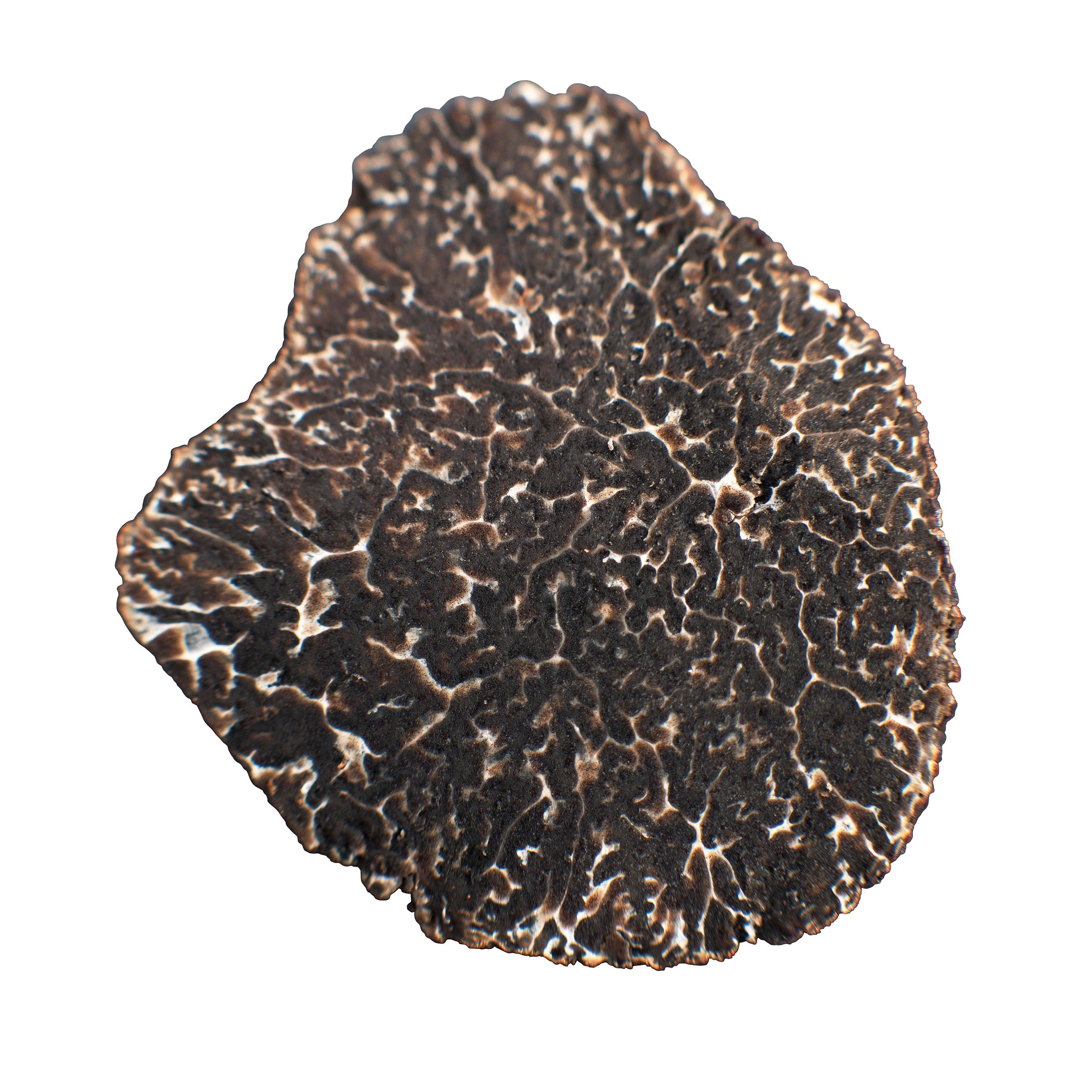 Australian Fresh Black Winter Truffles 3.5 oz.