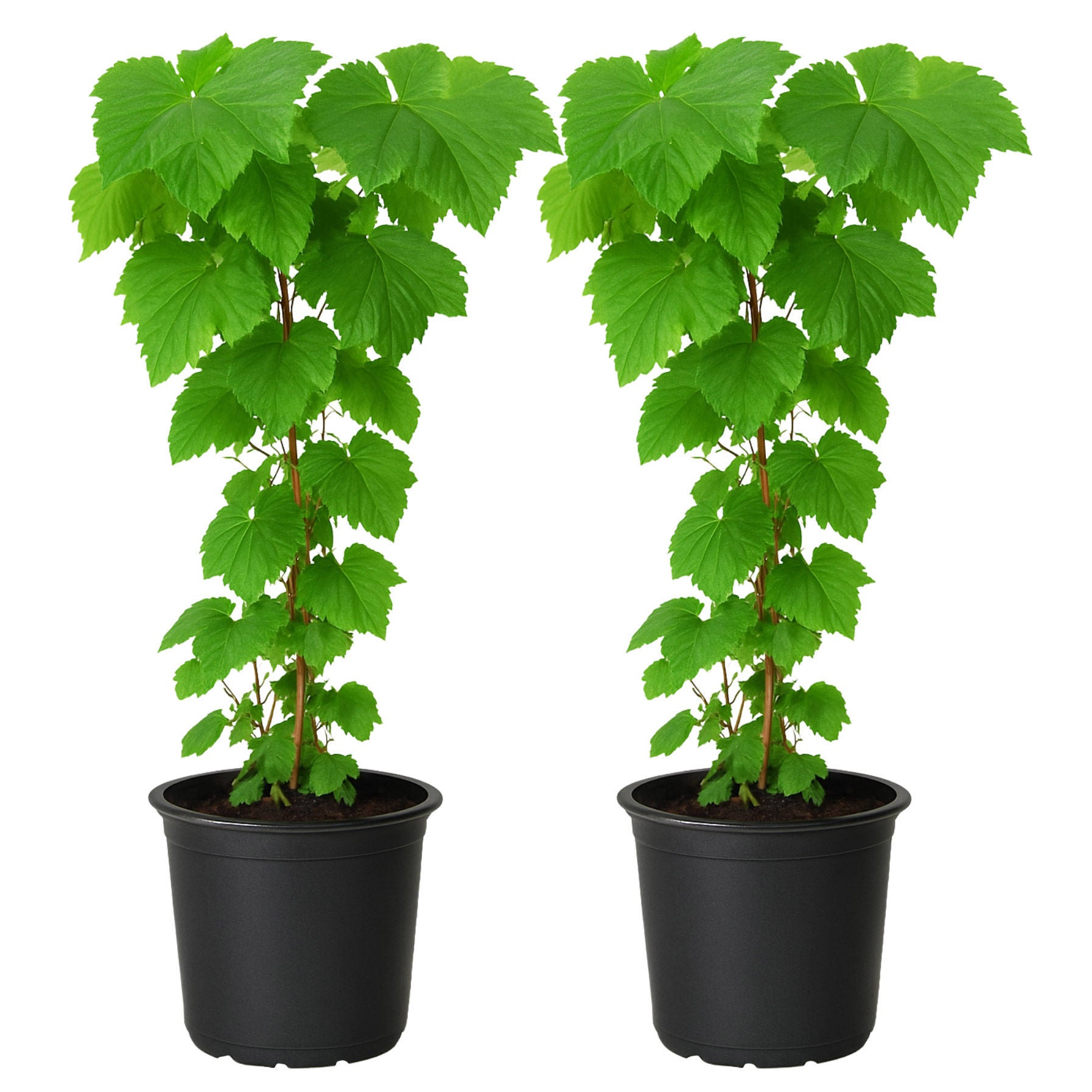 Alder & Oak ‘Heritage’ Red Raspberry Plant, 2-pack
