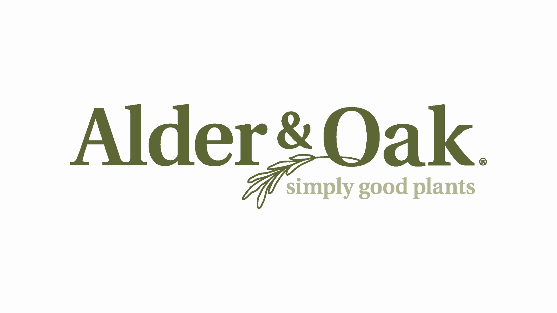 Alder & Oak Bearss Lime Tree