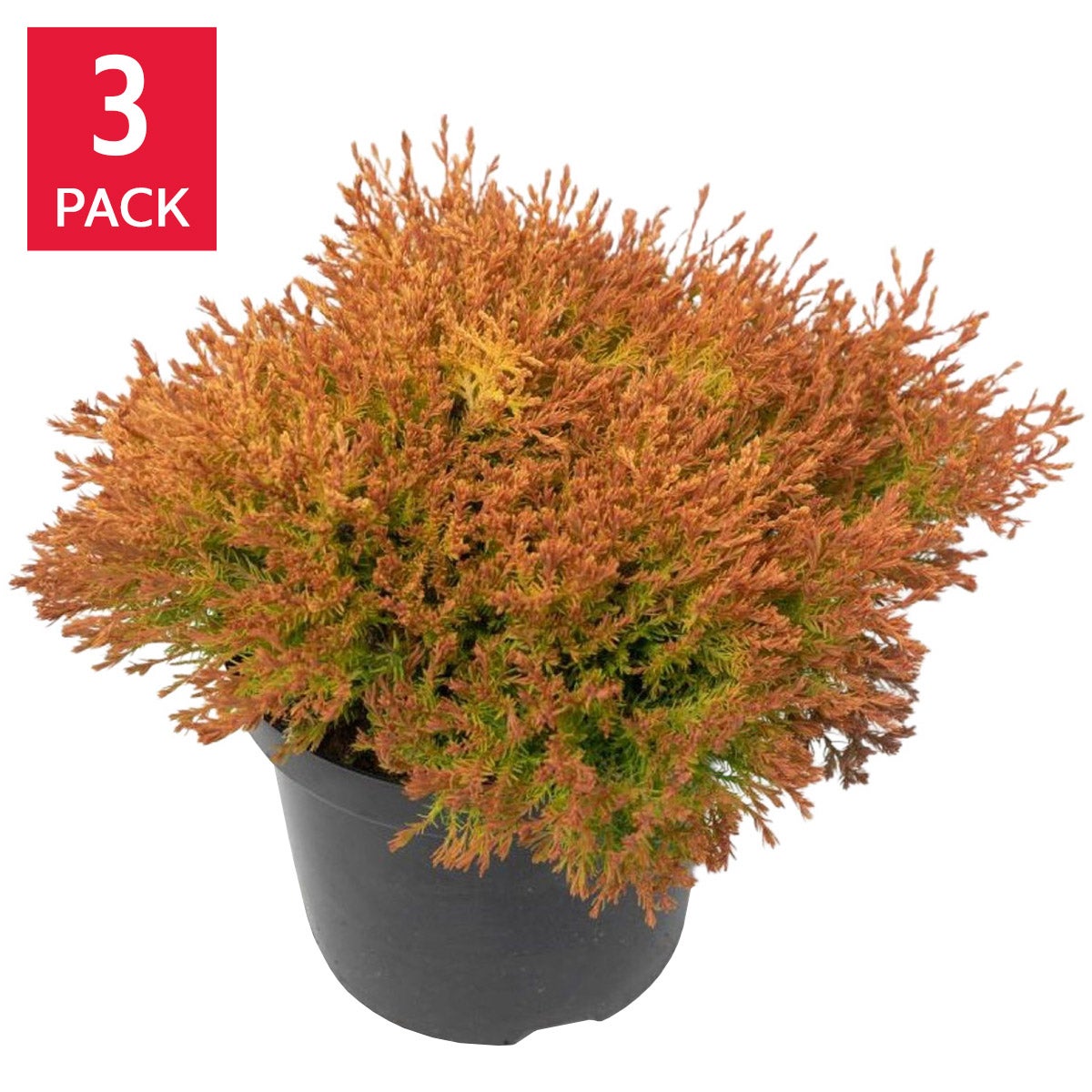 Thuja O. Fire Chief, 3-pack