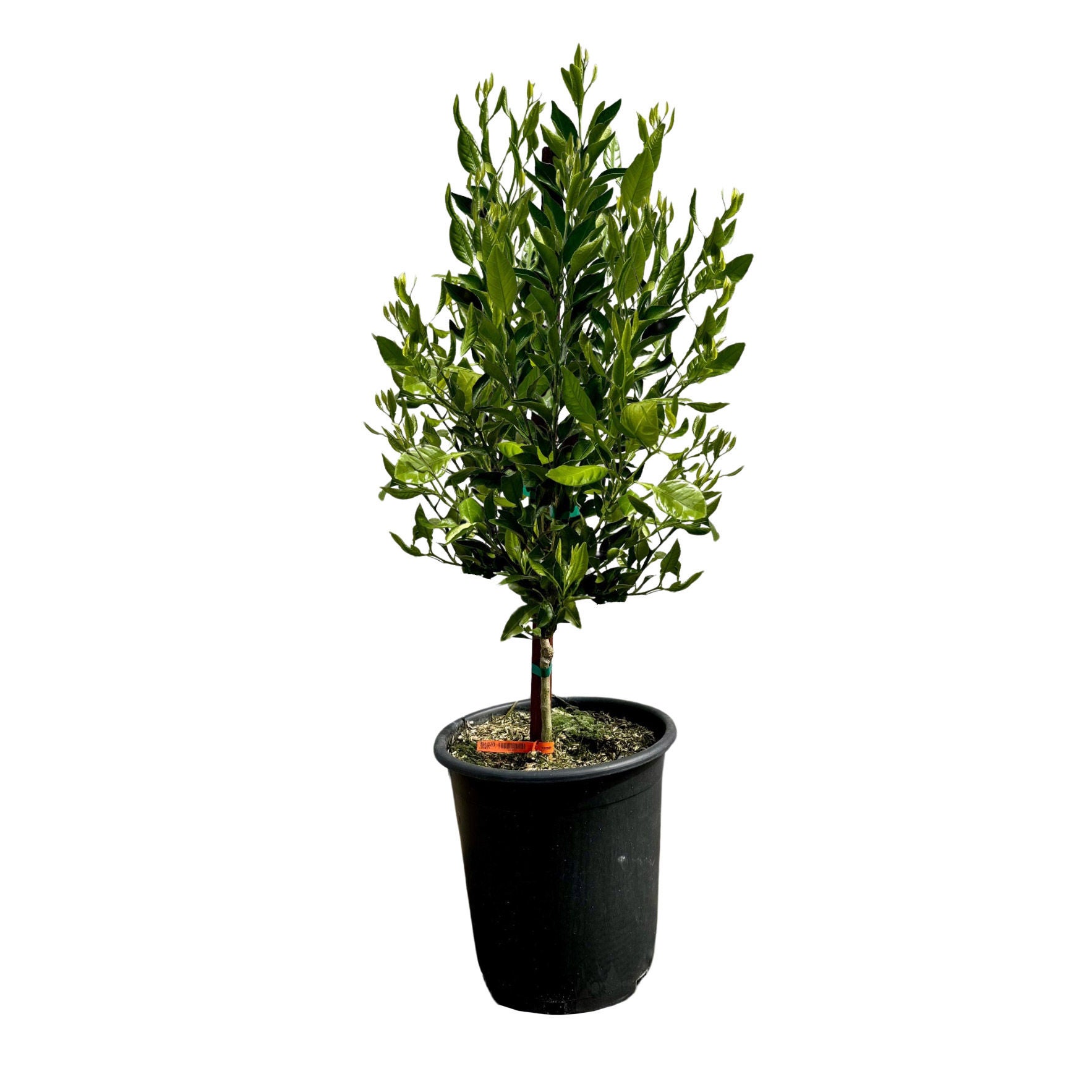 Alder & Oak Shiranui Mandarin Tree