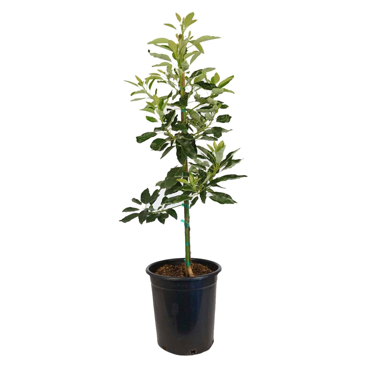 Alder & Oak Avocado Stewart
