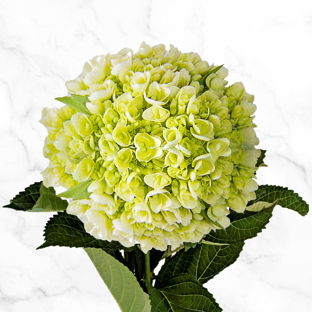 40-stem Mini Green Hydrangeas
