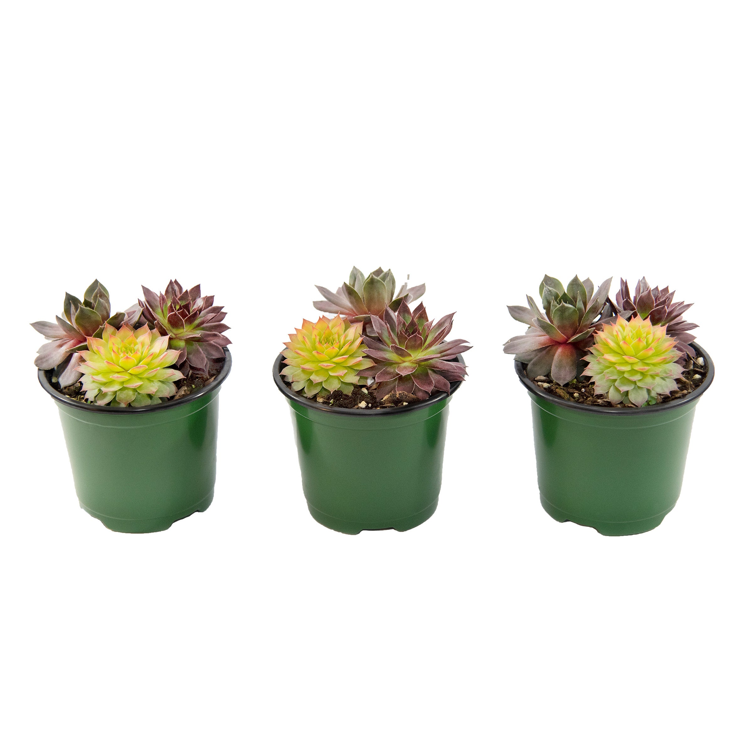 Chick Charms Trio Candied Campfire Succulents, 3-pack