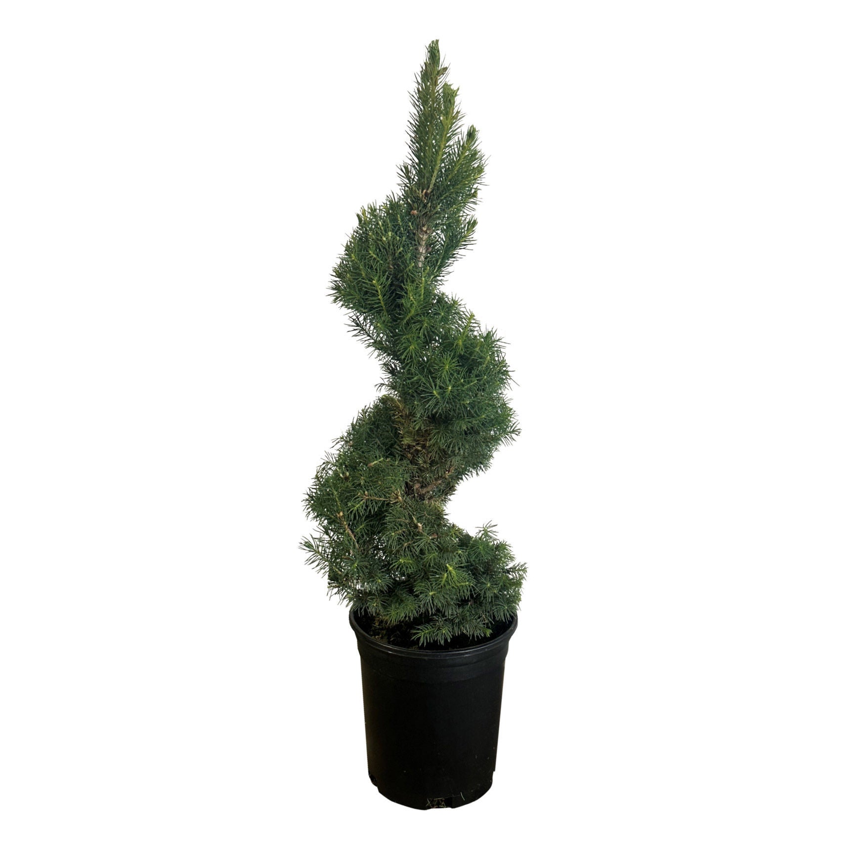 Spiral Dwarf Alberta Spruce, 3-pack