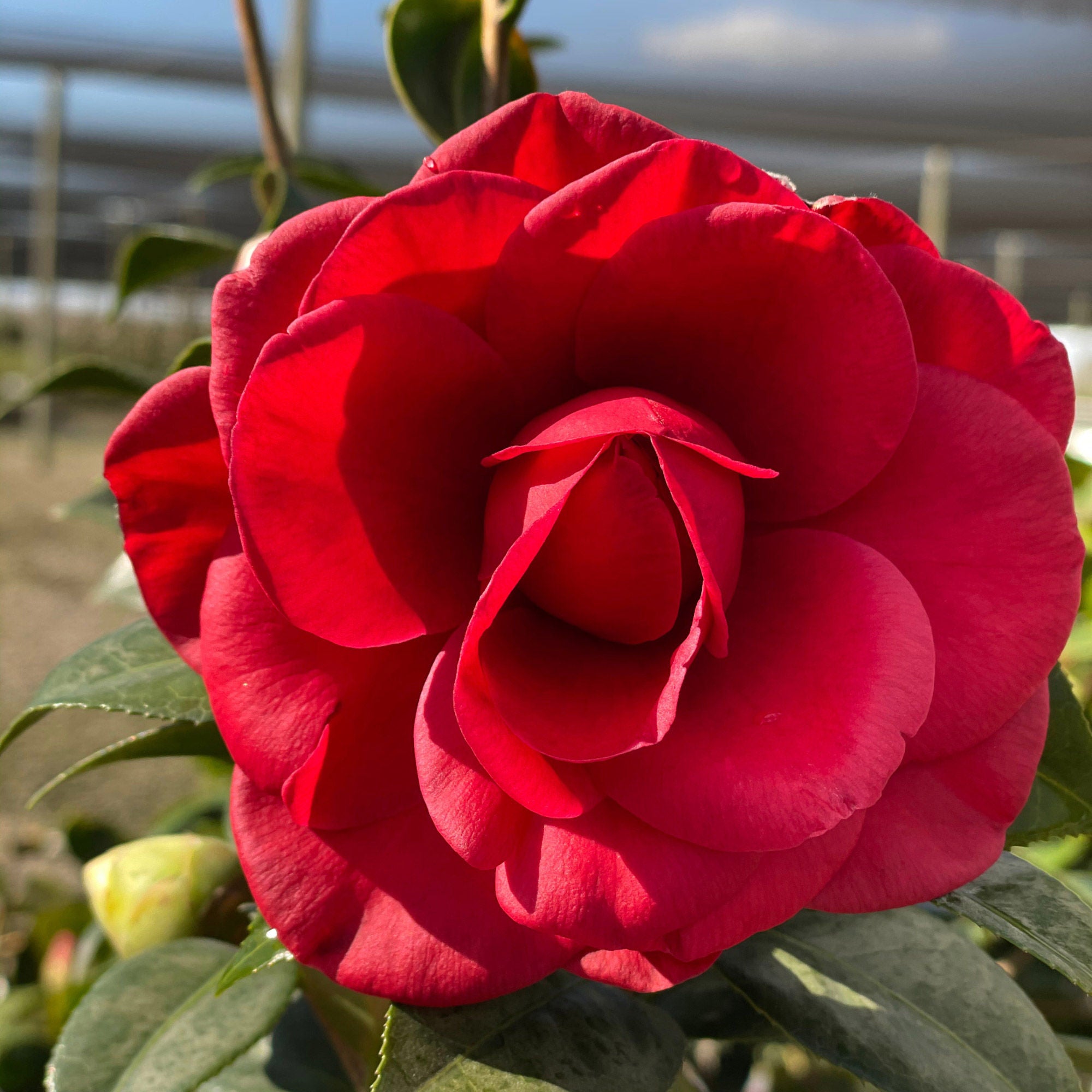 Alder & Oak Camellia