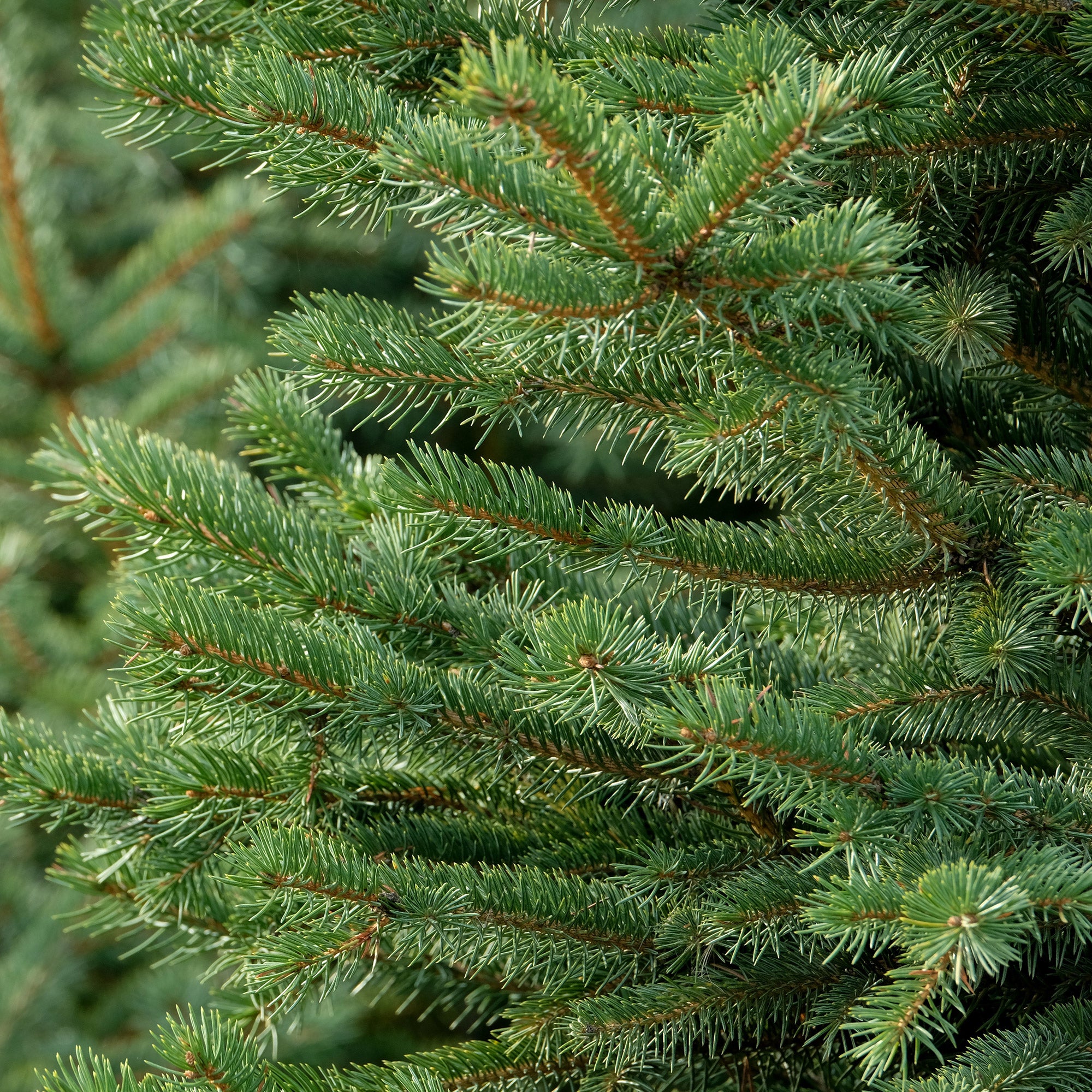 6'-7' Fresh Cut Live Fraser Fir Christmas Tree