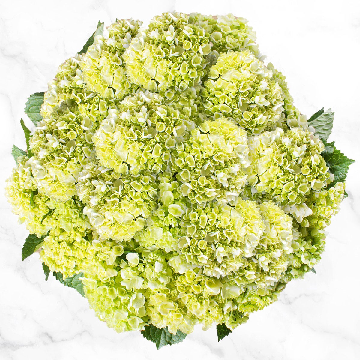 40-stem Mini Green Hydrangeas