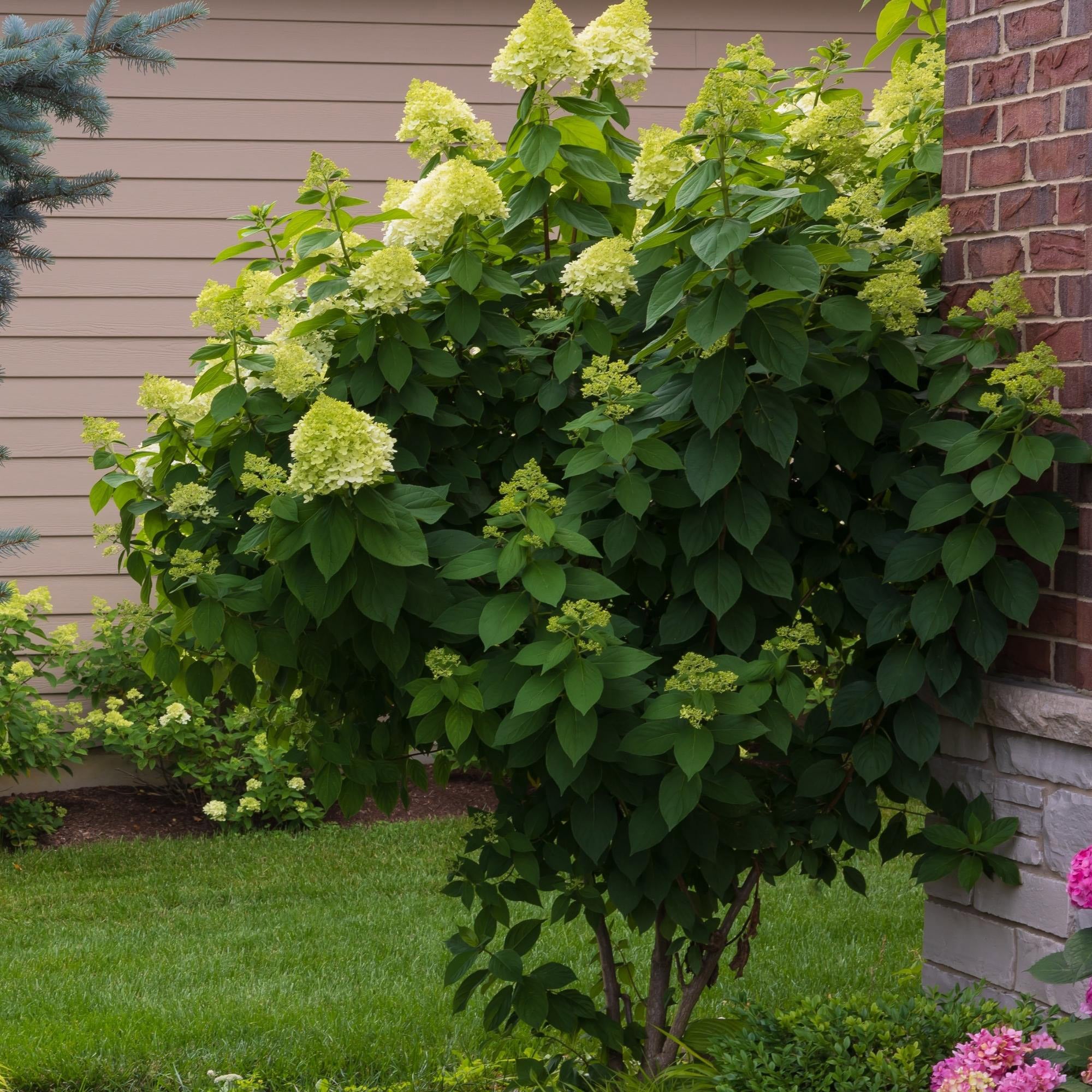 Longfield Gardens Tree Form Shrubs, 2-pack