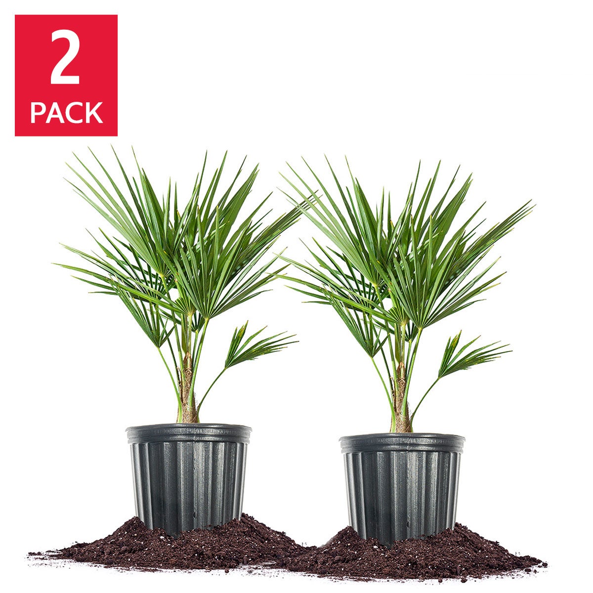 Windmill Palm Tree, 2-pack