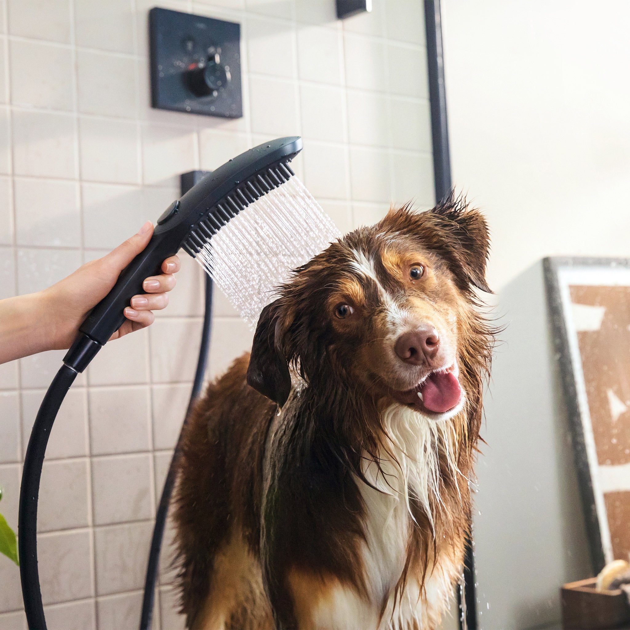 Hansgrohe Dog Showerhead