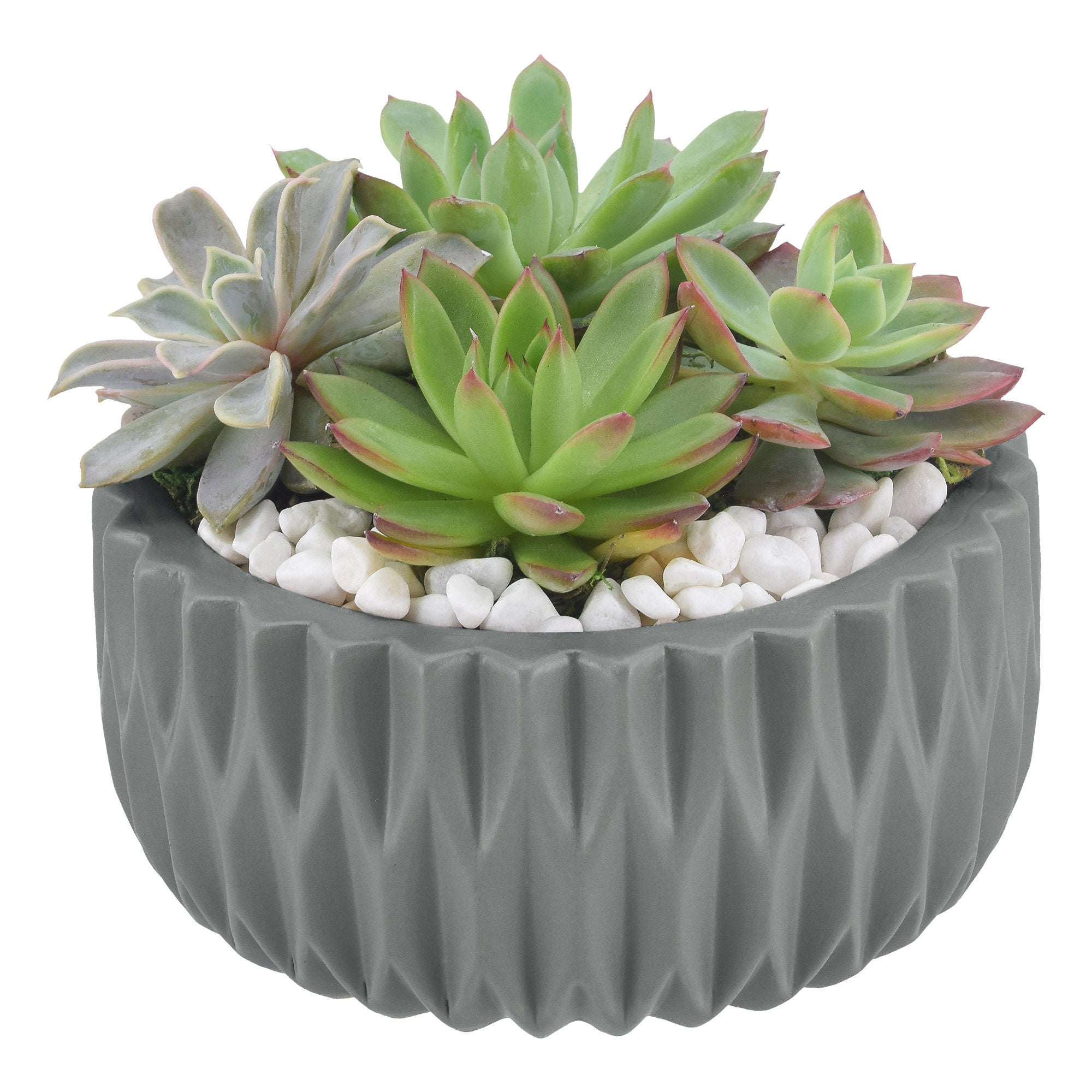 Echeveria Succulent Garden