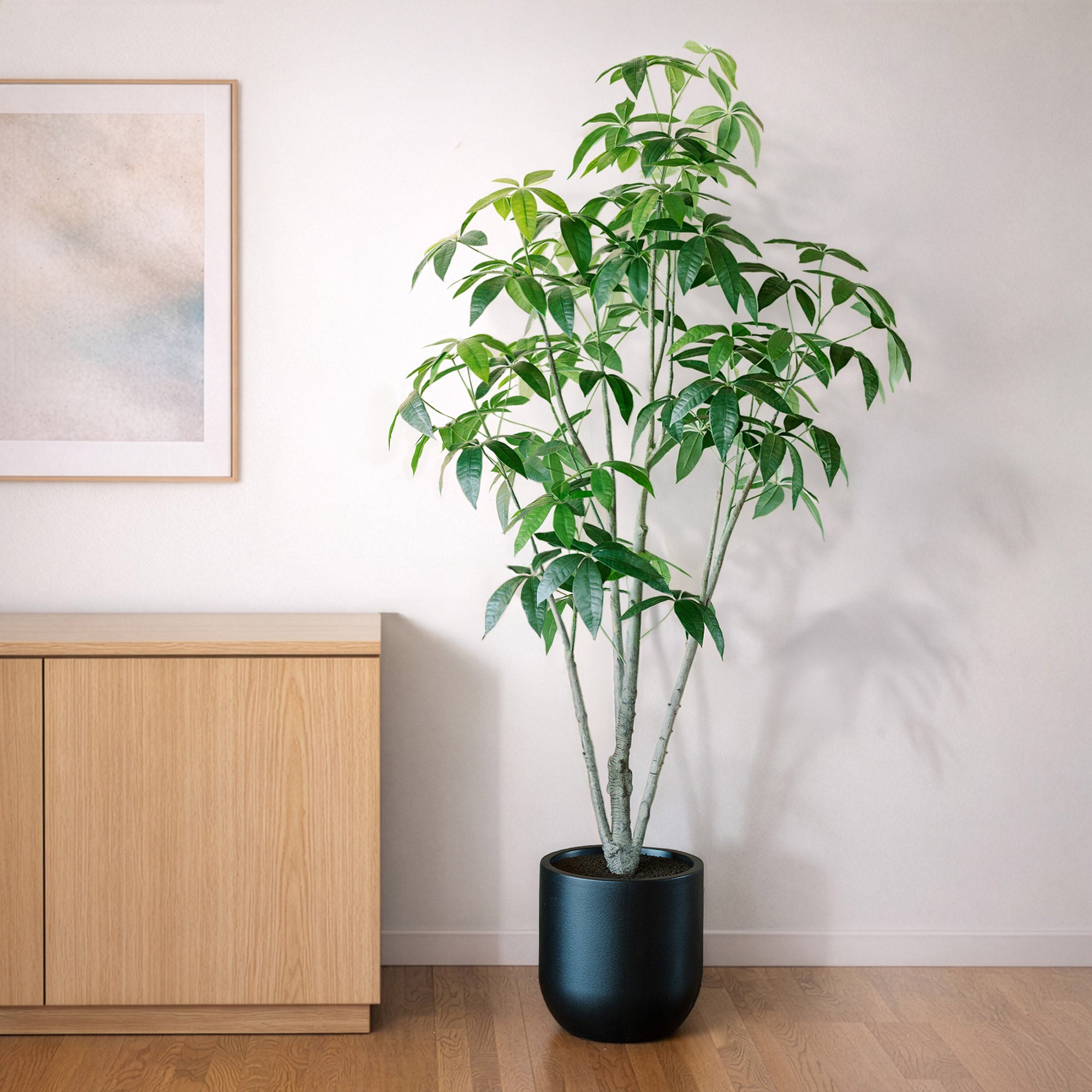 Faux 6.5' Schefflera Tree