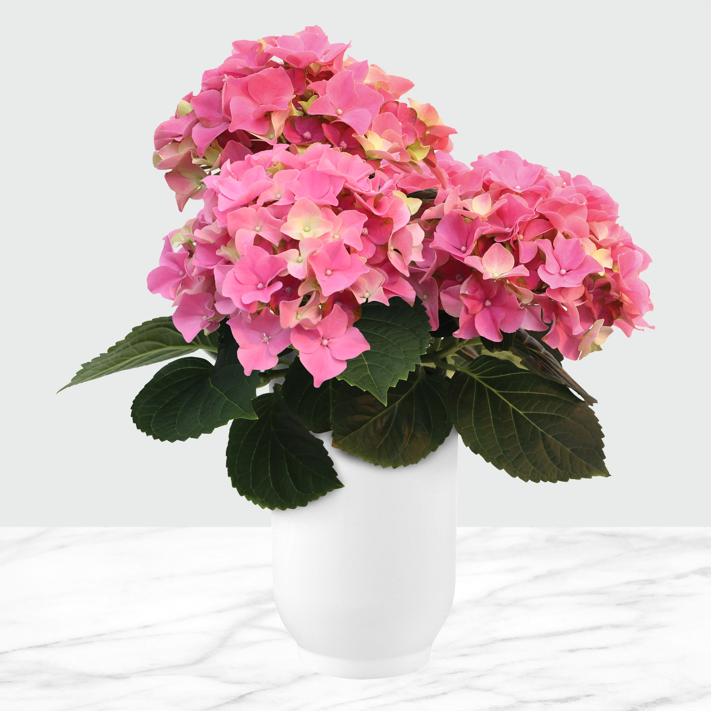 5” Live Hydrangea in White Floramax Pot – Assorted Colors