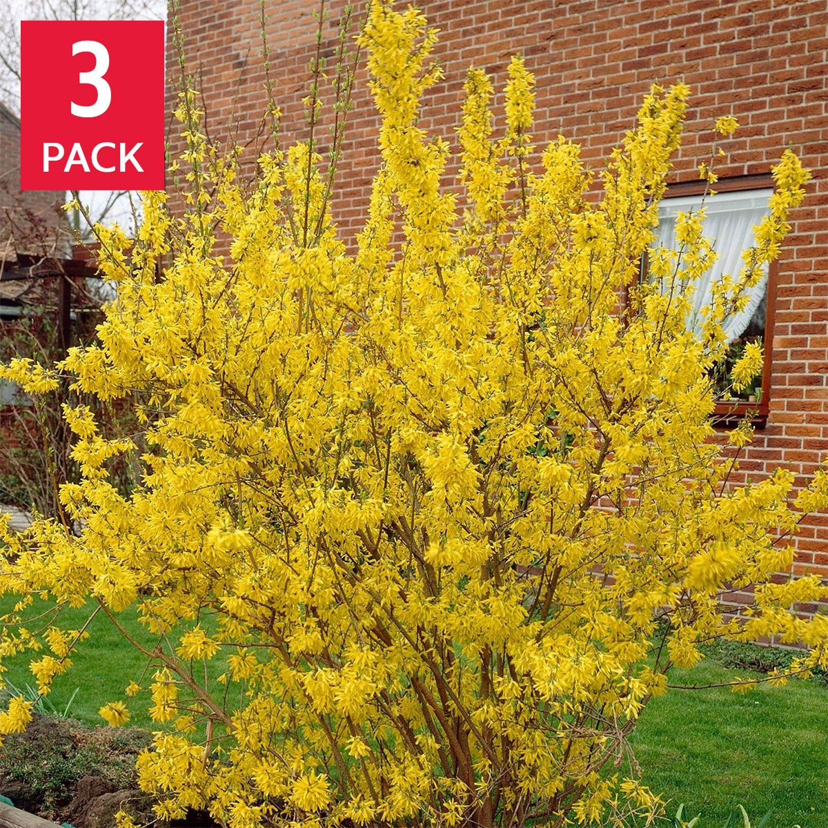 Longfield Gardens Spring Flowering Shrub ‘Lynwood Gold', 3-pack