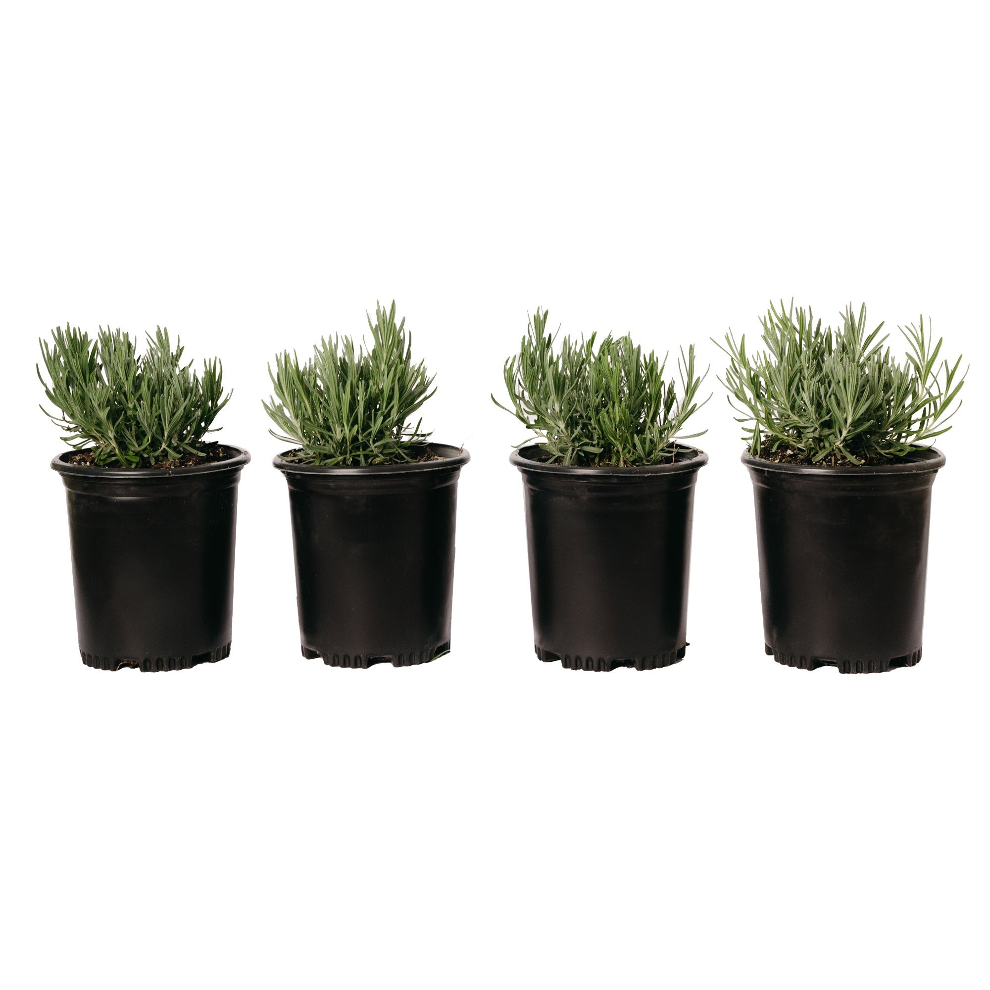 Alder & Oak #01 Lavender Munstead 4-Pack