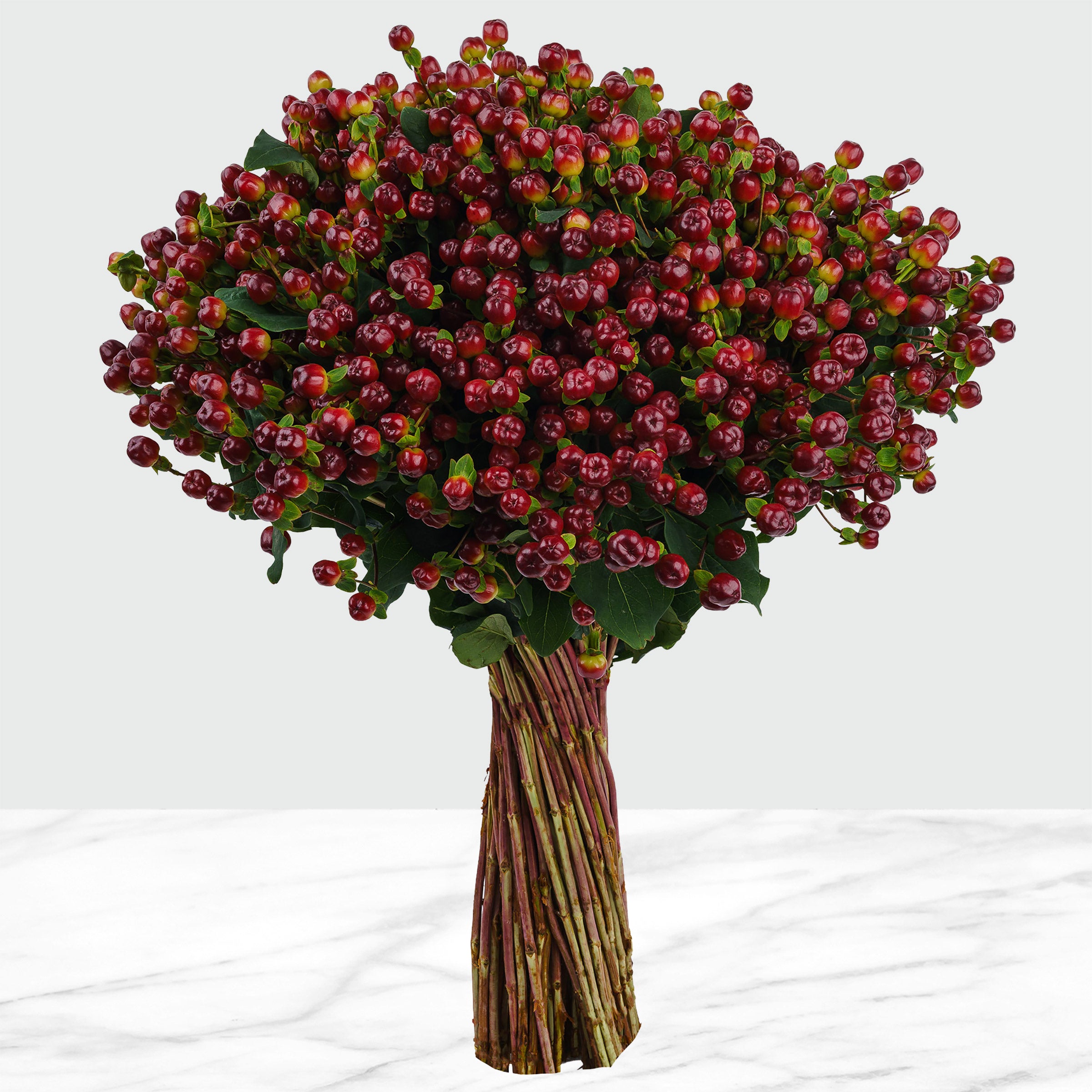 100-stems Hypericum