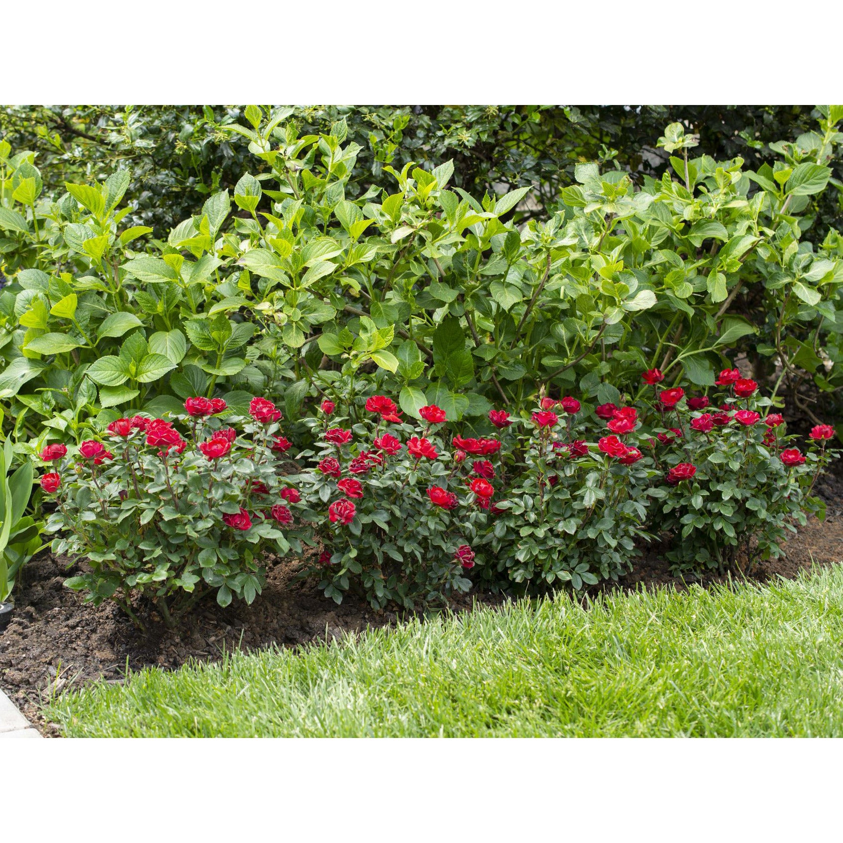 Rose Petite Knock Out, 3-pack