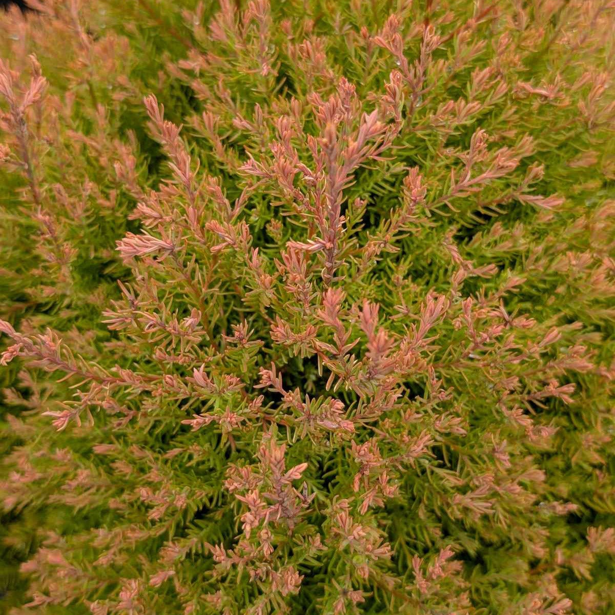 Thuja O. Fire Chief, 3-pack