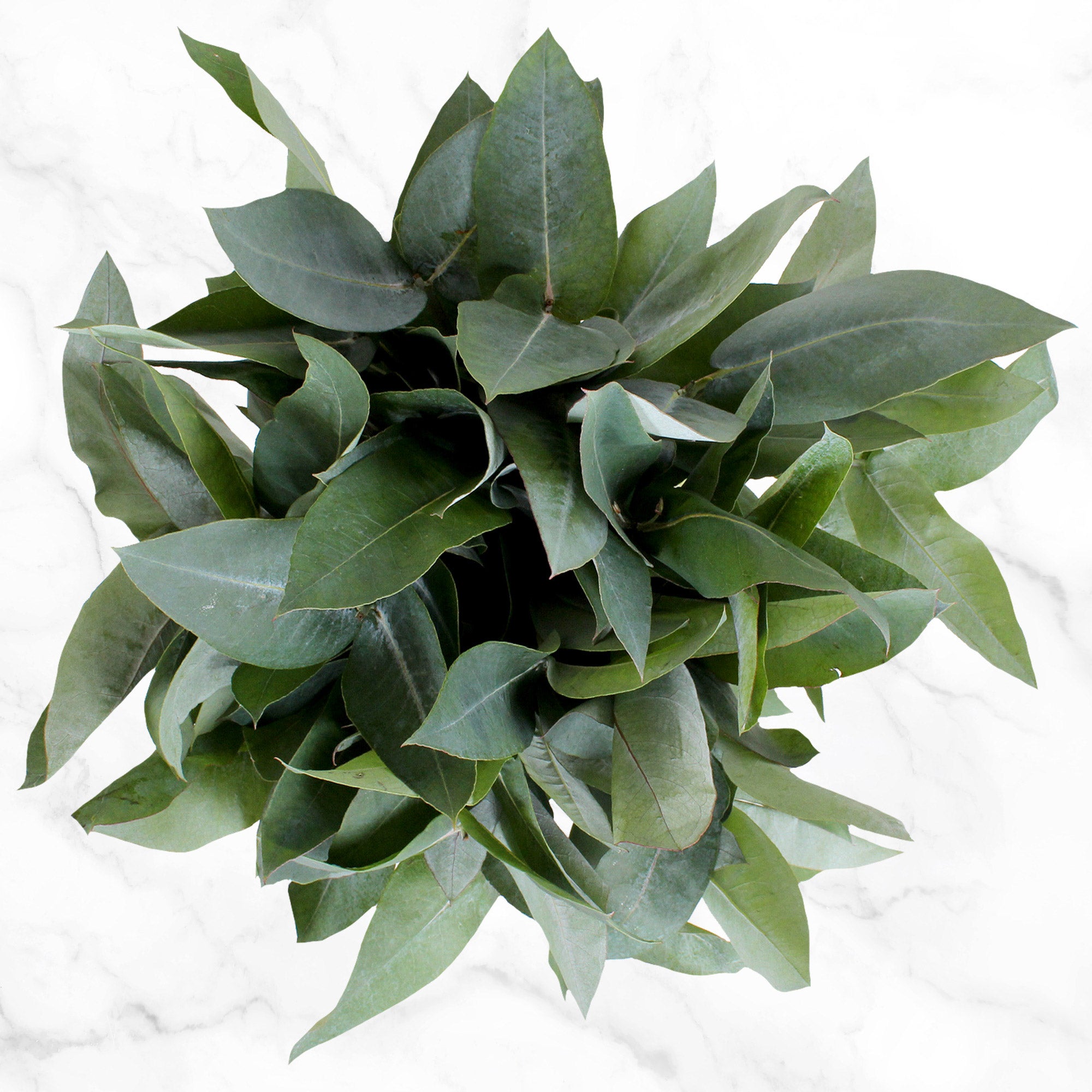 100-stem Assorted Green Fillers