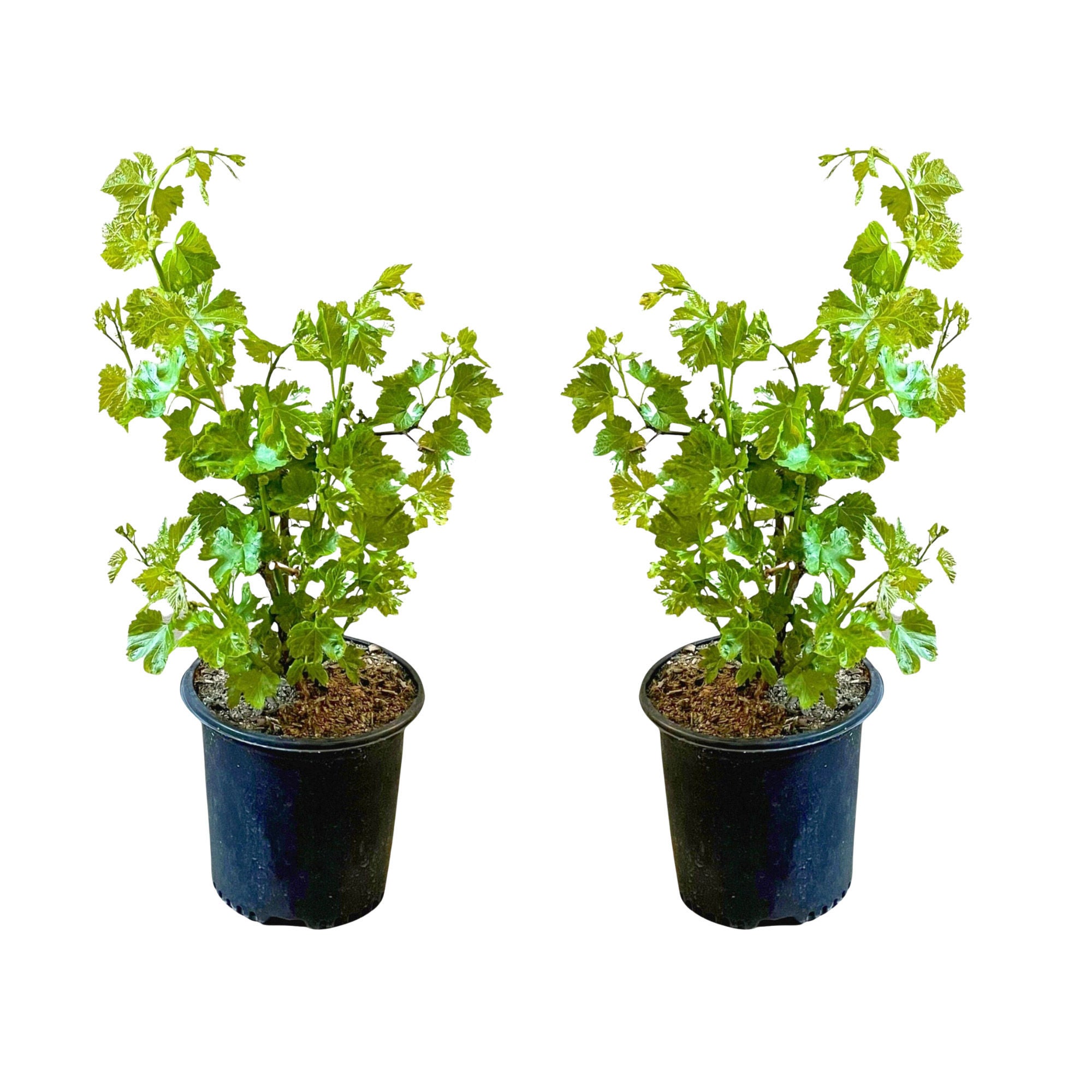Alder & Oak ‘Thompson' Seedless Grape Vine, 2-pack