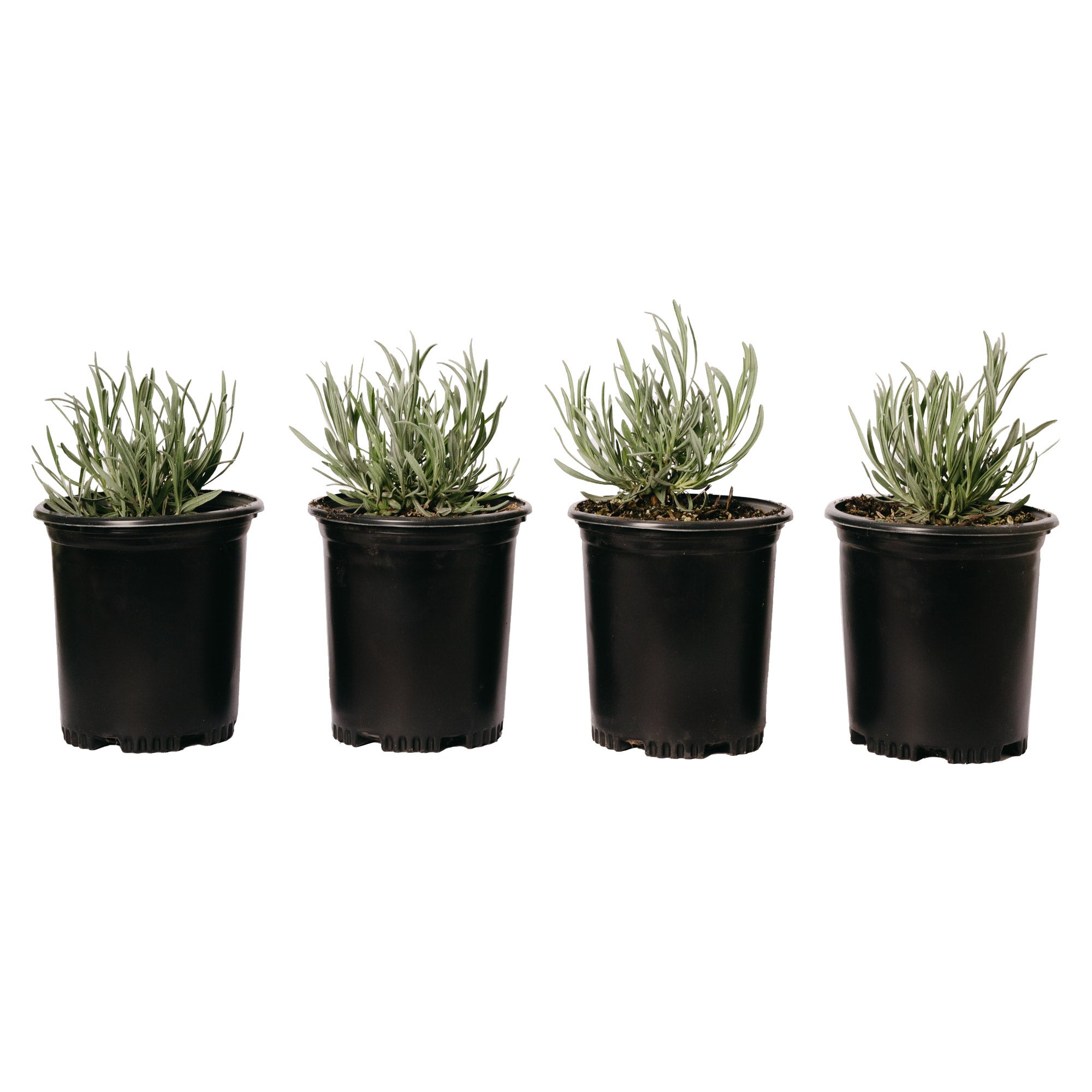 Alder & Oak #01 Lavender Vera, 4-pack
