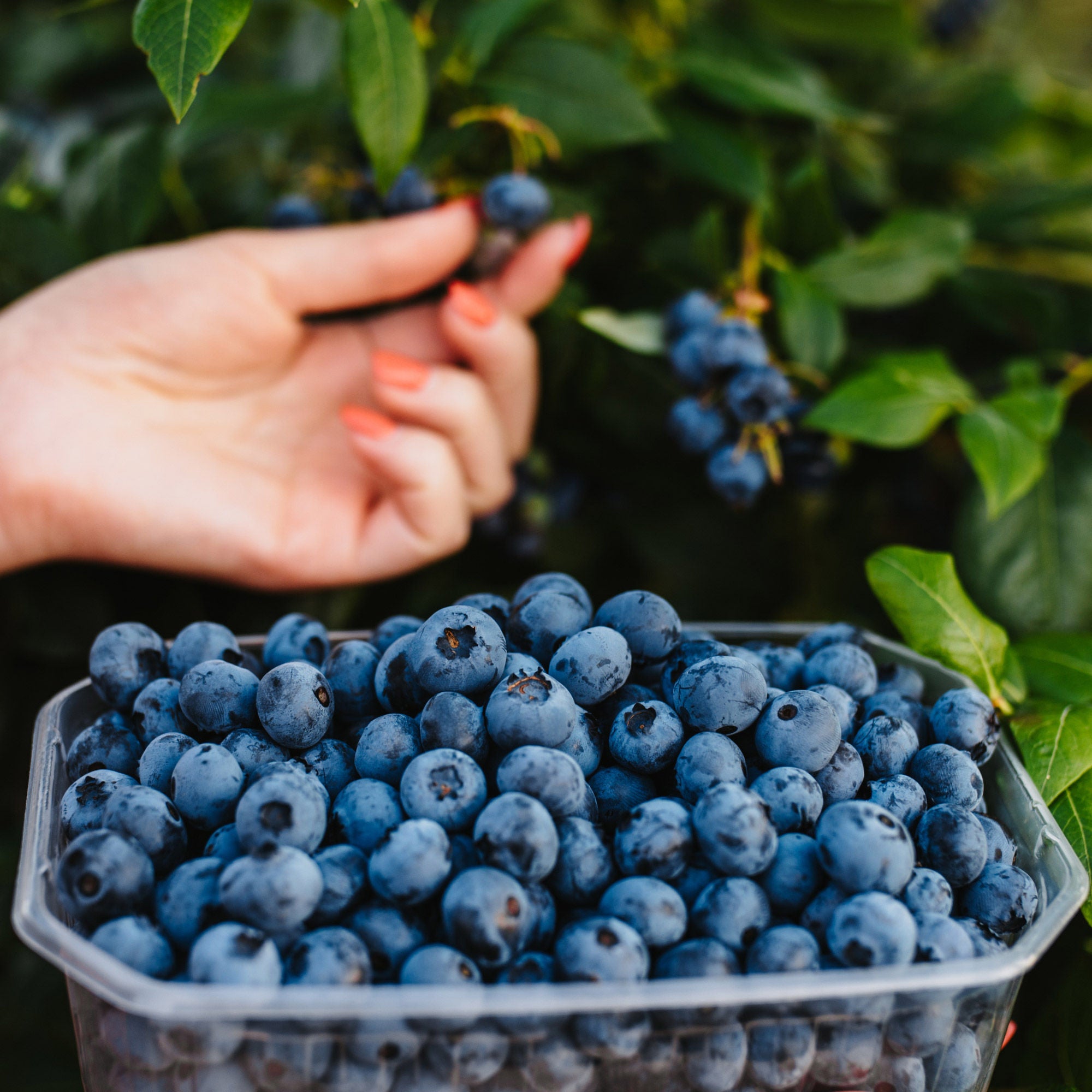 Alder & Oak Blueberry Plants, 2-pack