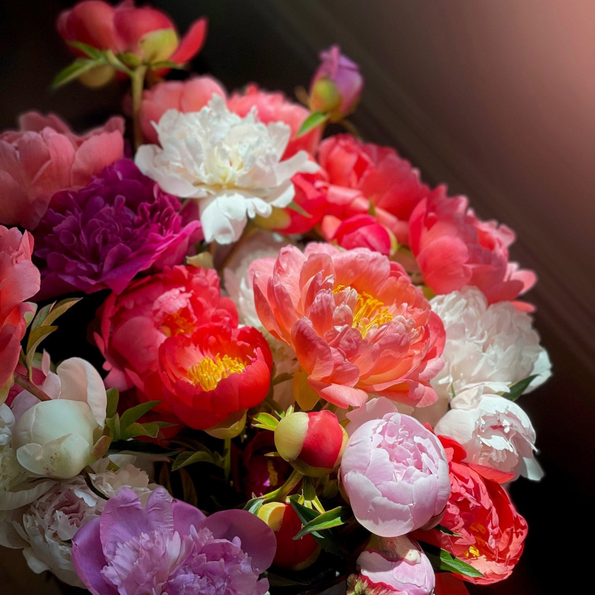 Alder & Oak Peony