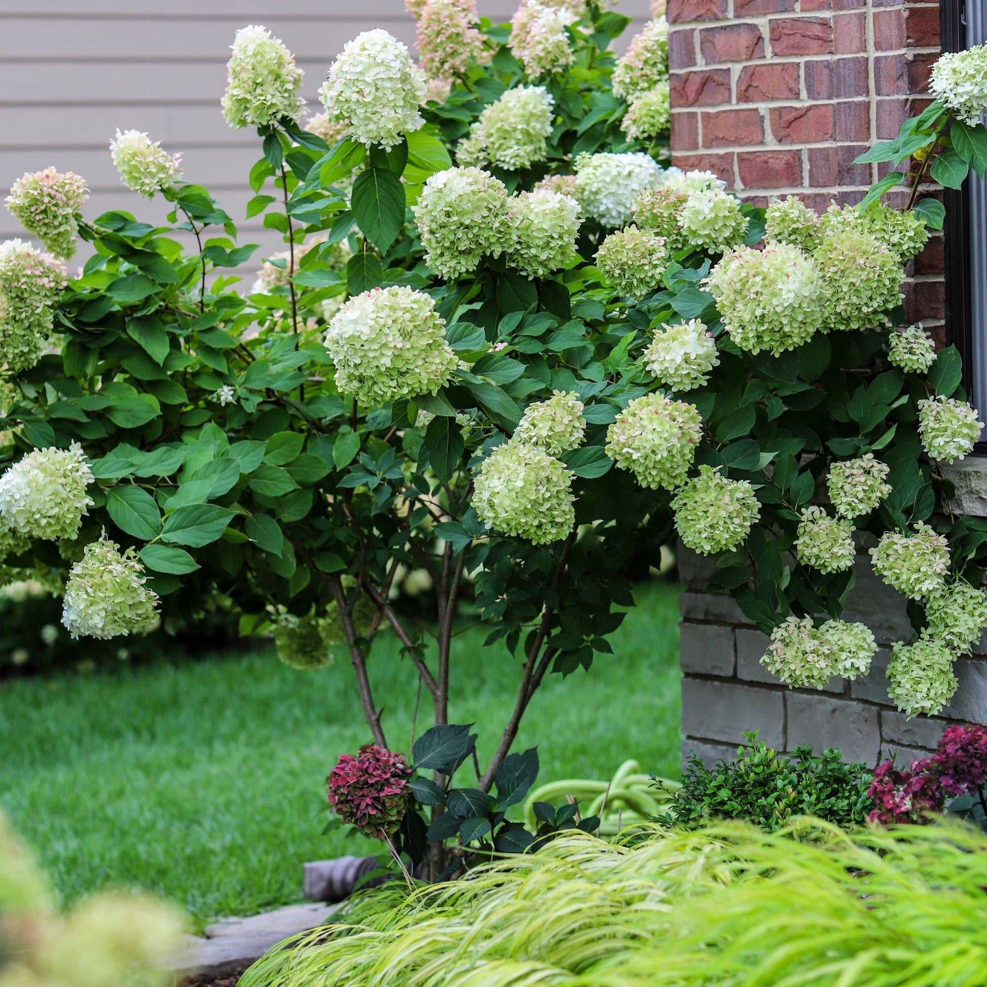 Longfield Gardens Tree Form Shrubs, 2-pack