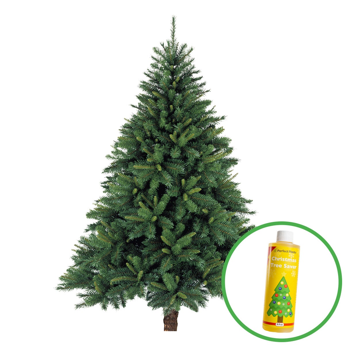 6'-7' Fresh Cut Live Fraser Fir Christmas Tree