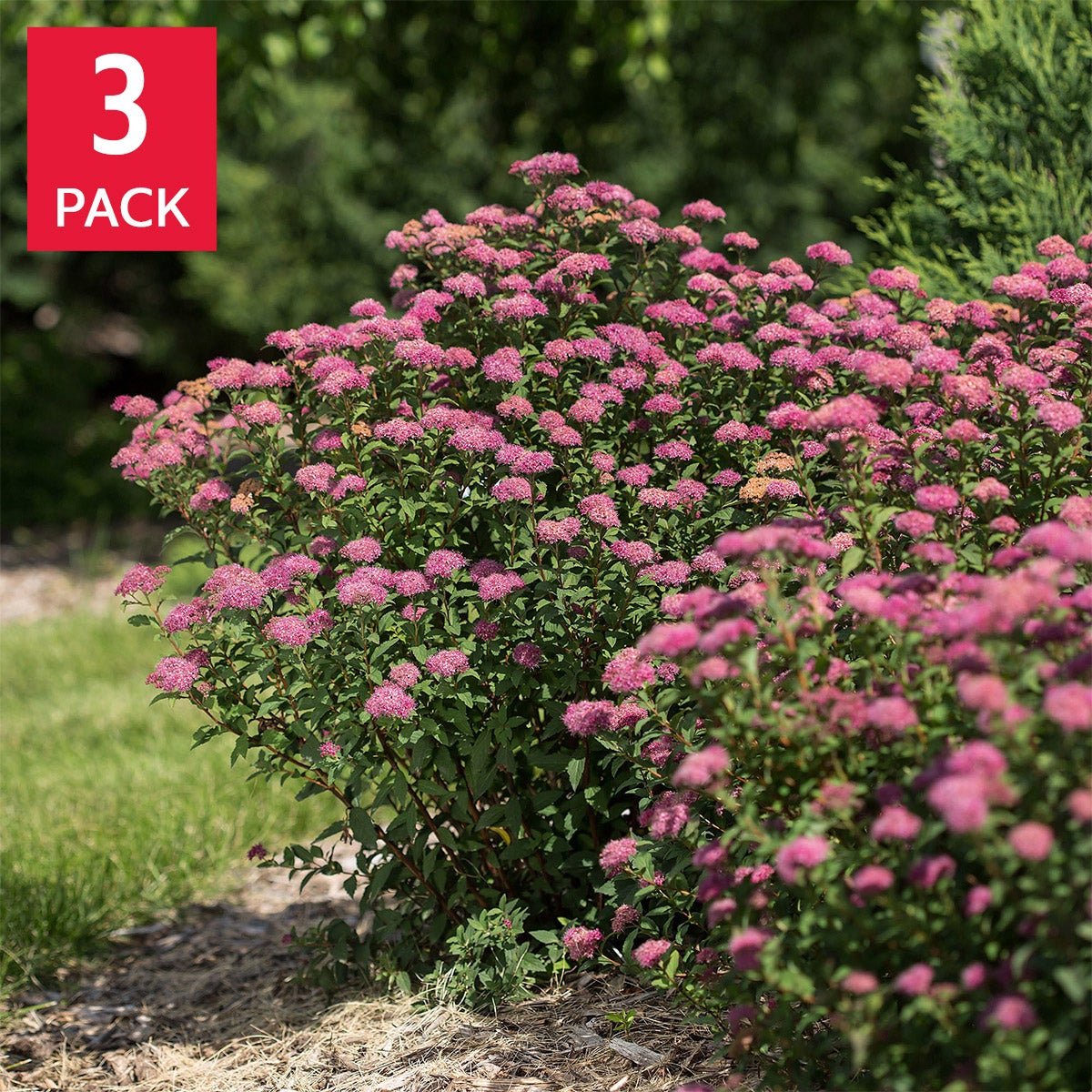 Longfield Gardens Spring Flowering Shrub ‘Spirea', 3-pack