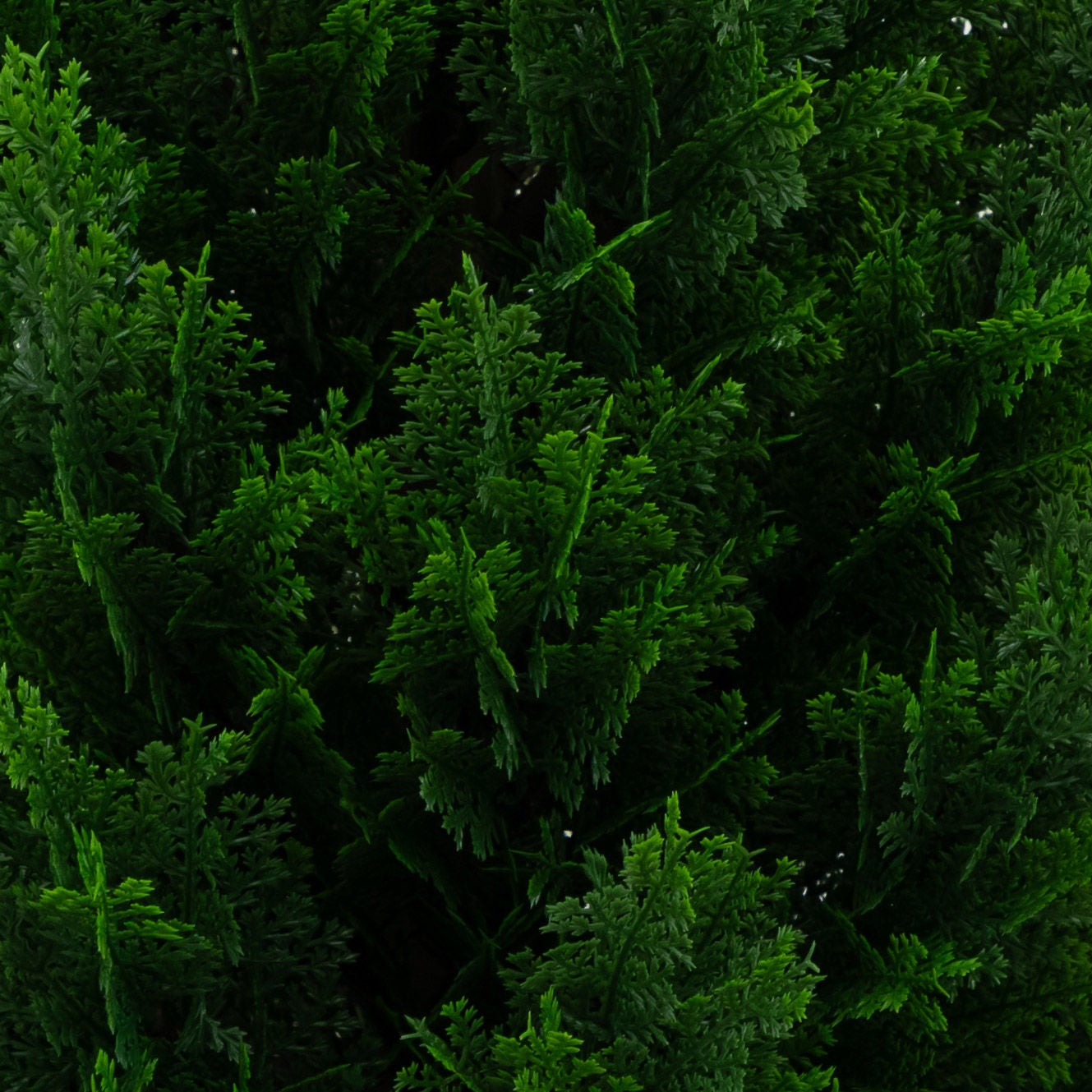 Faux 4' UV Resistant Cedar Tree Indoor and Outdoor, 2-pack
