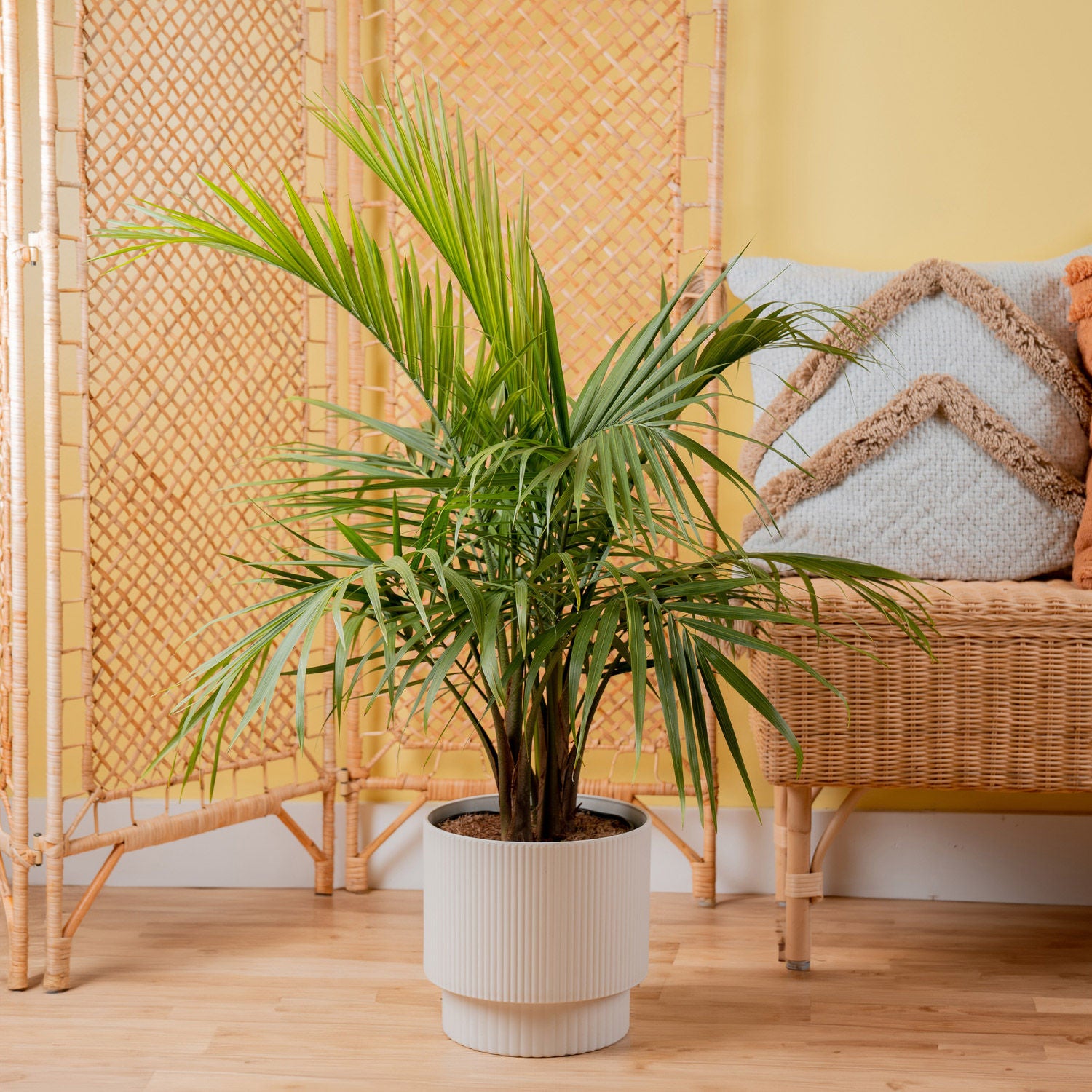 Costa Farms Majesty Palm Tree, Houseplant in Decor Planter