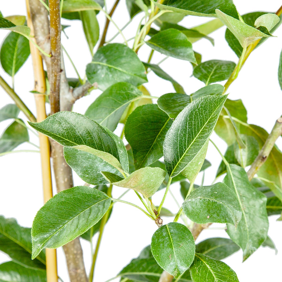 Self Pollinating 5 Gallon Pear Tree, 2-pack