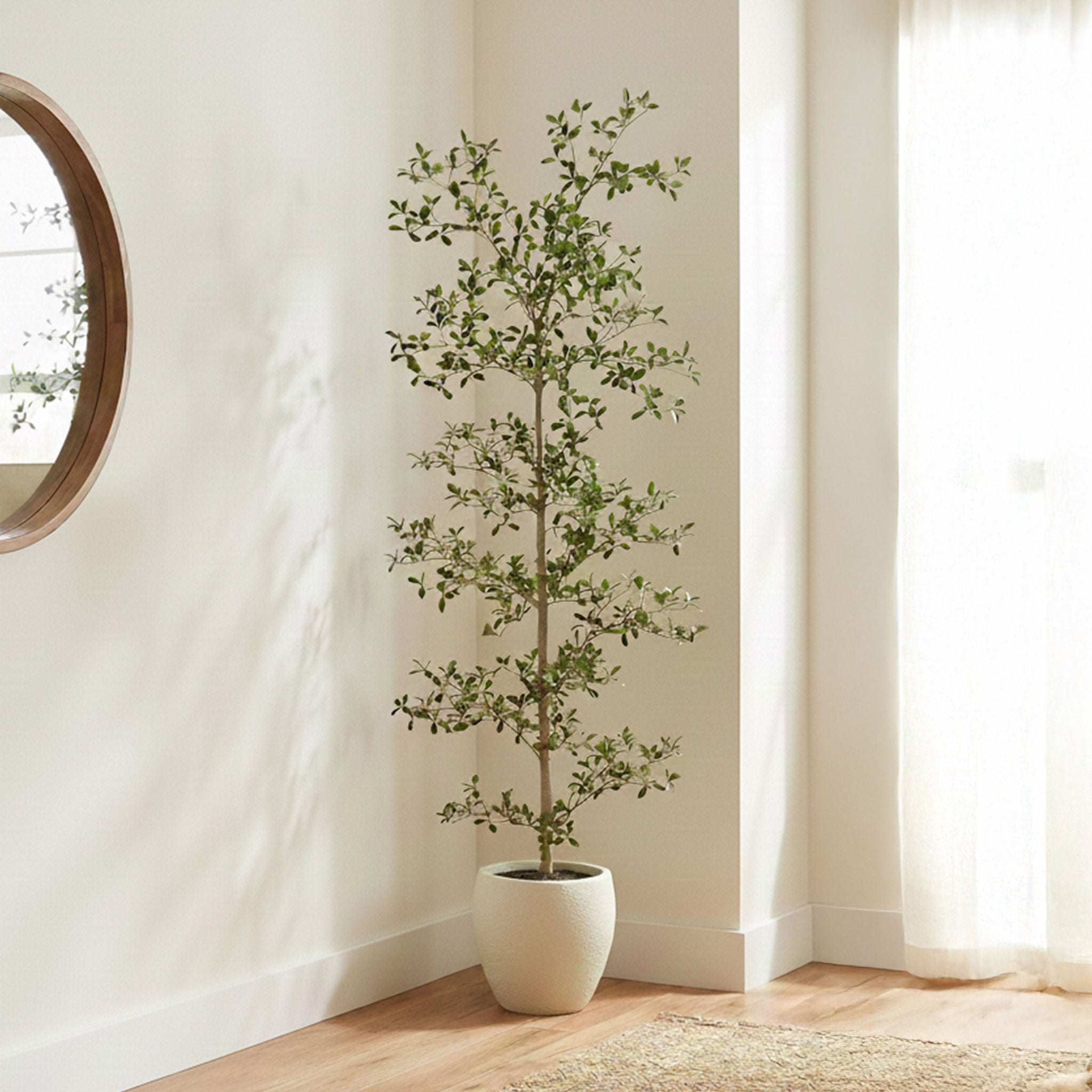 Faux 6.5' Black Olive Tree
