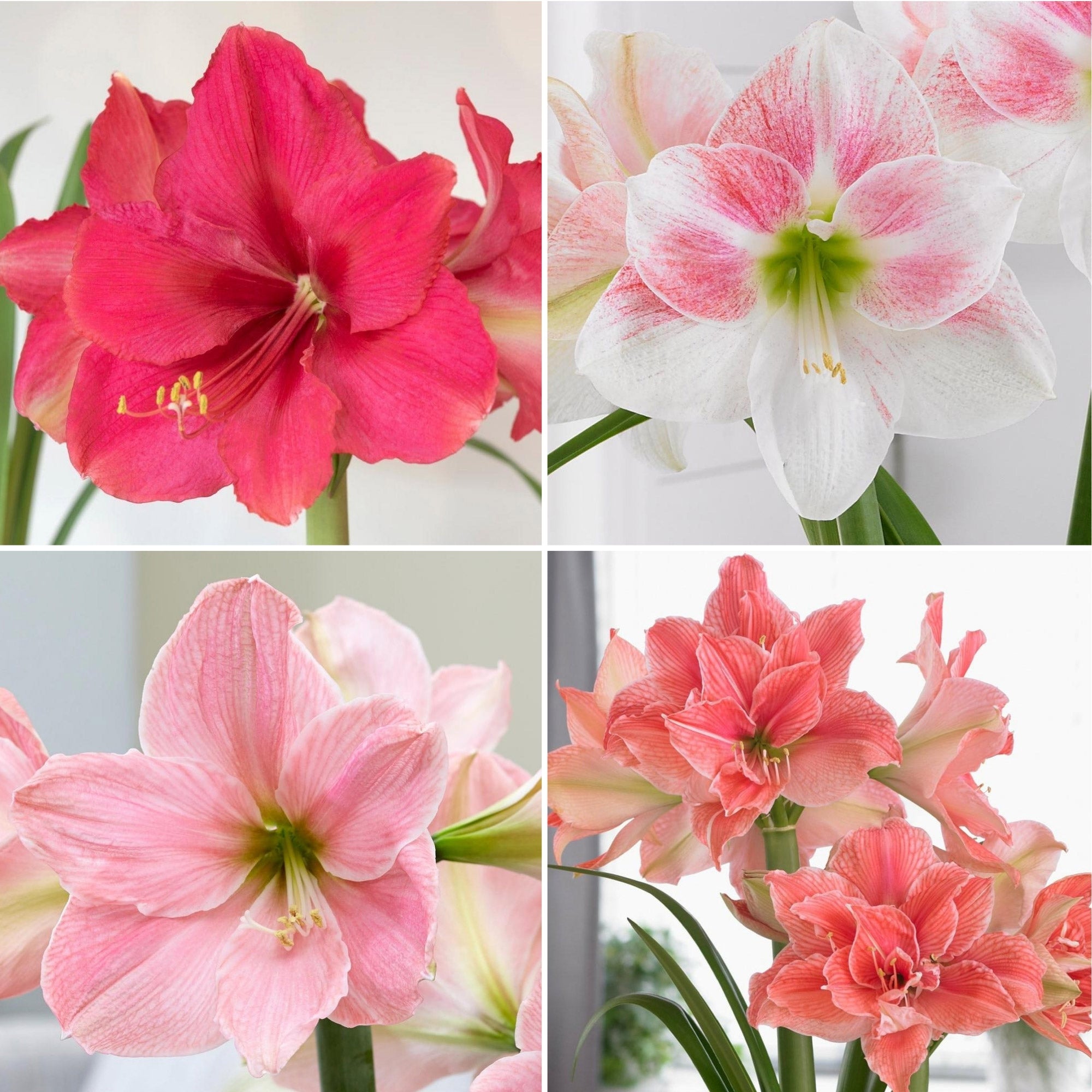 Longfield Gardens Pink Amaryllis Collection, 4 bulbs