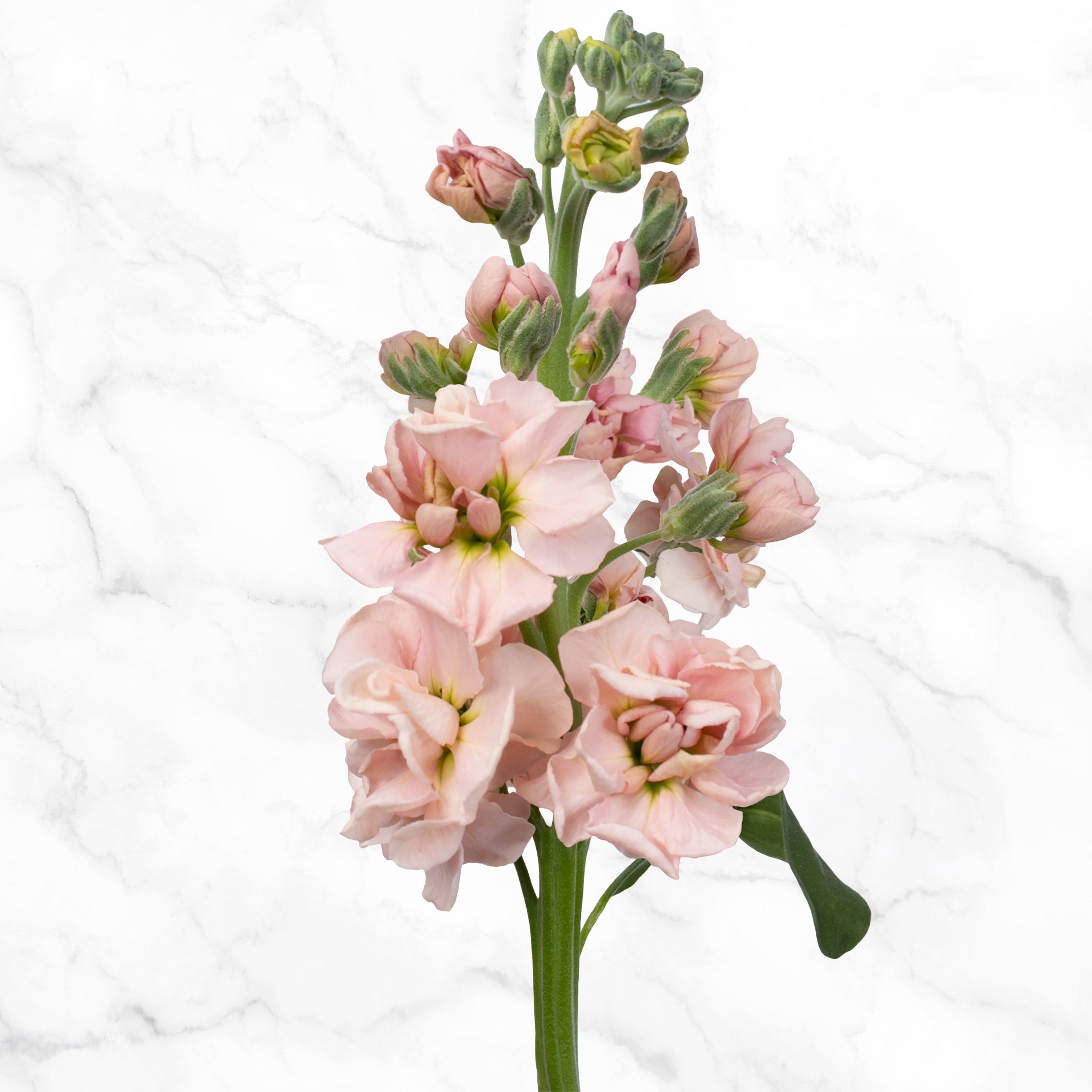 Bulk Flowers Stock, 100-Stems