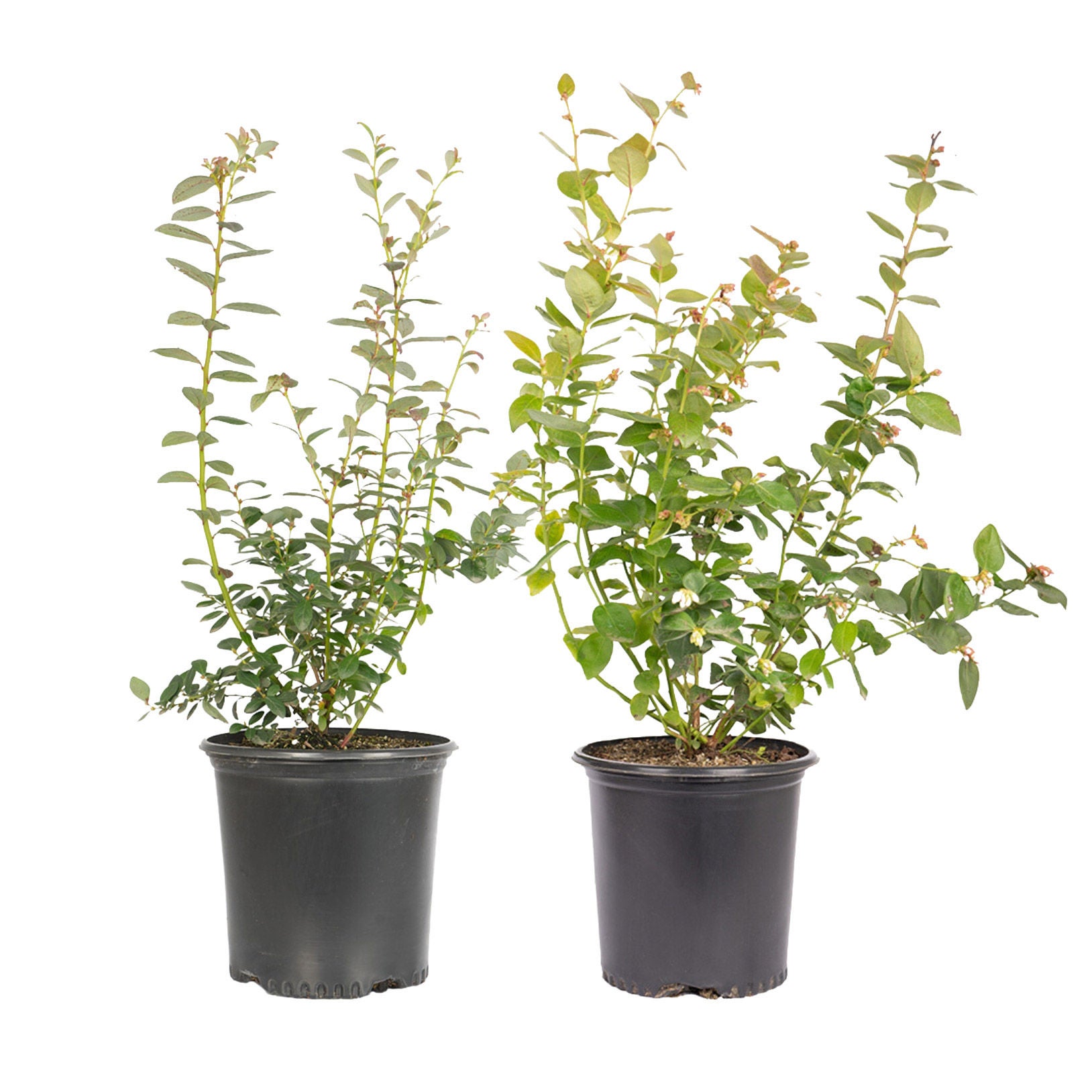 Alder & Oak Blueberry Plants, 2-pack