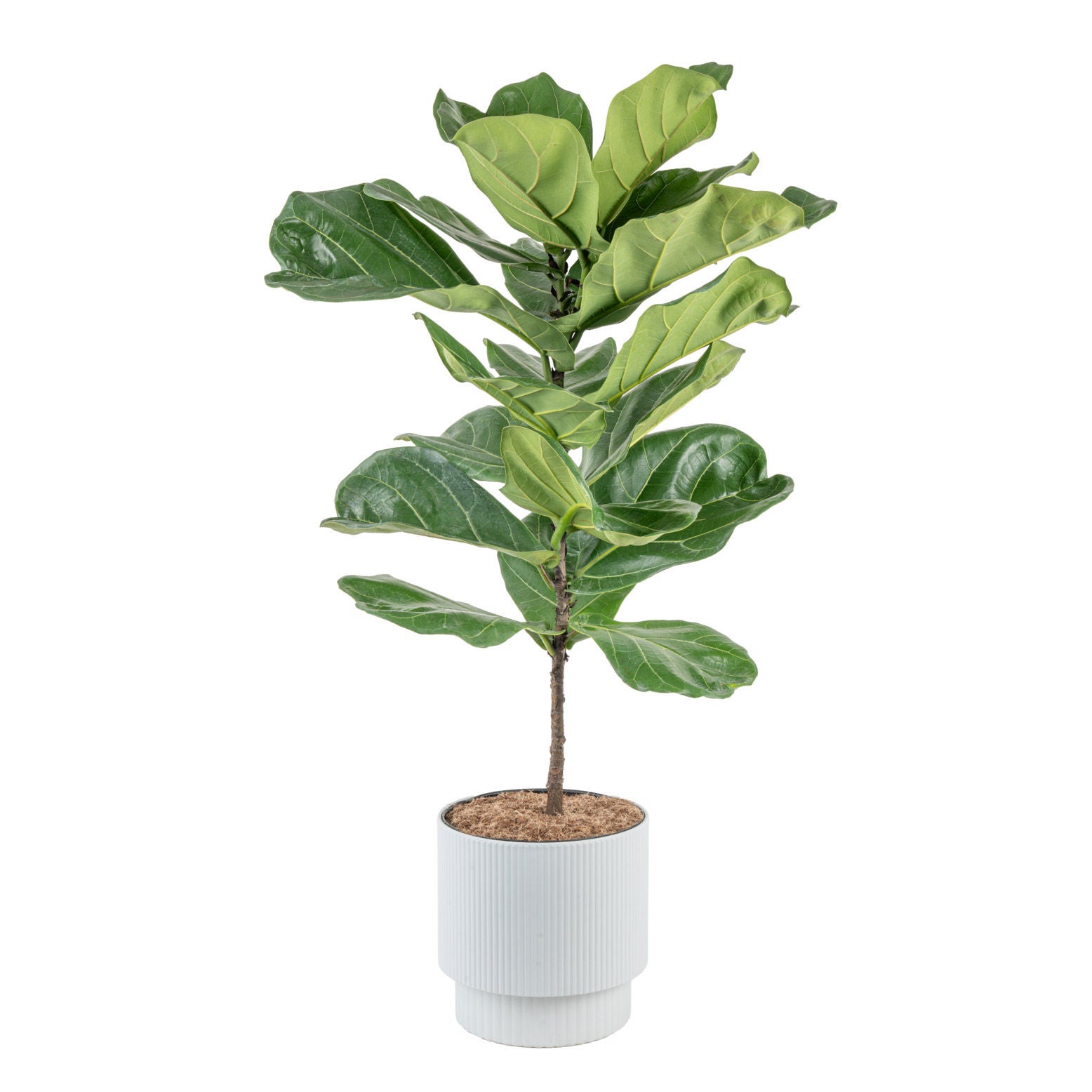 Costa Farms Fiddle Leaf Fig Tree, Ficus Lyrata, Houseplant in Decor Planter