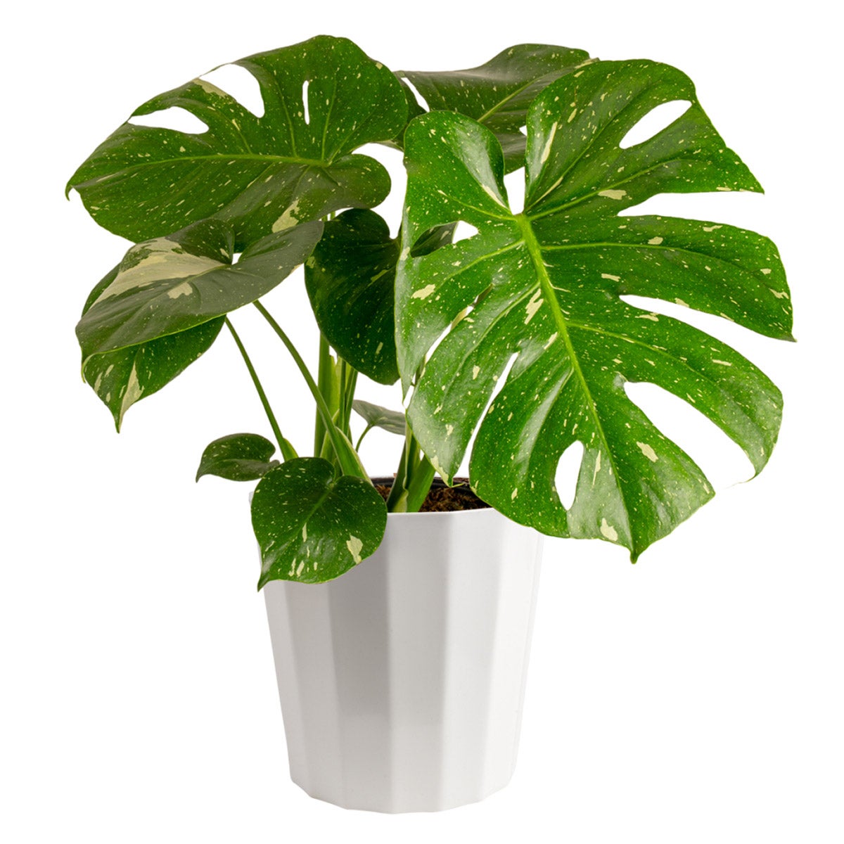Costa Farms Monstera Thai Constellation Houseplant in Decor Planter