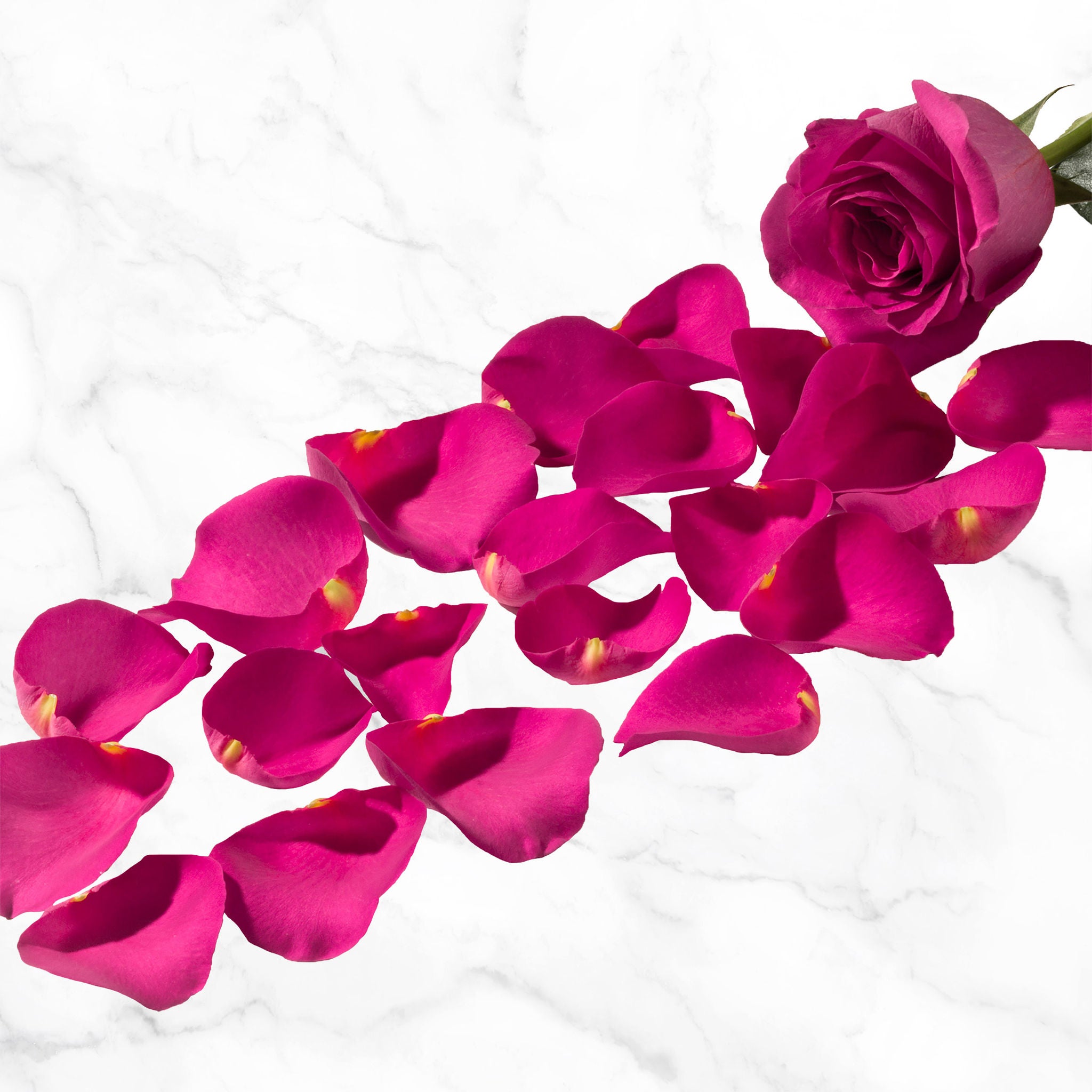 Rose Petals